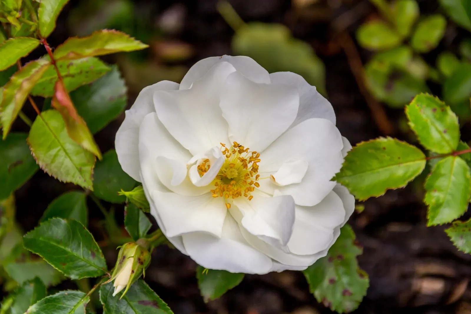 White Flower Carpet Rose (Rosa Flower Carpet White) — in sloping gardens to control erosion