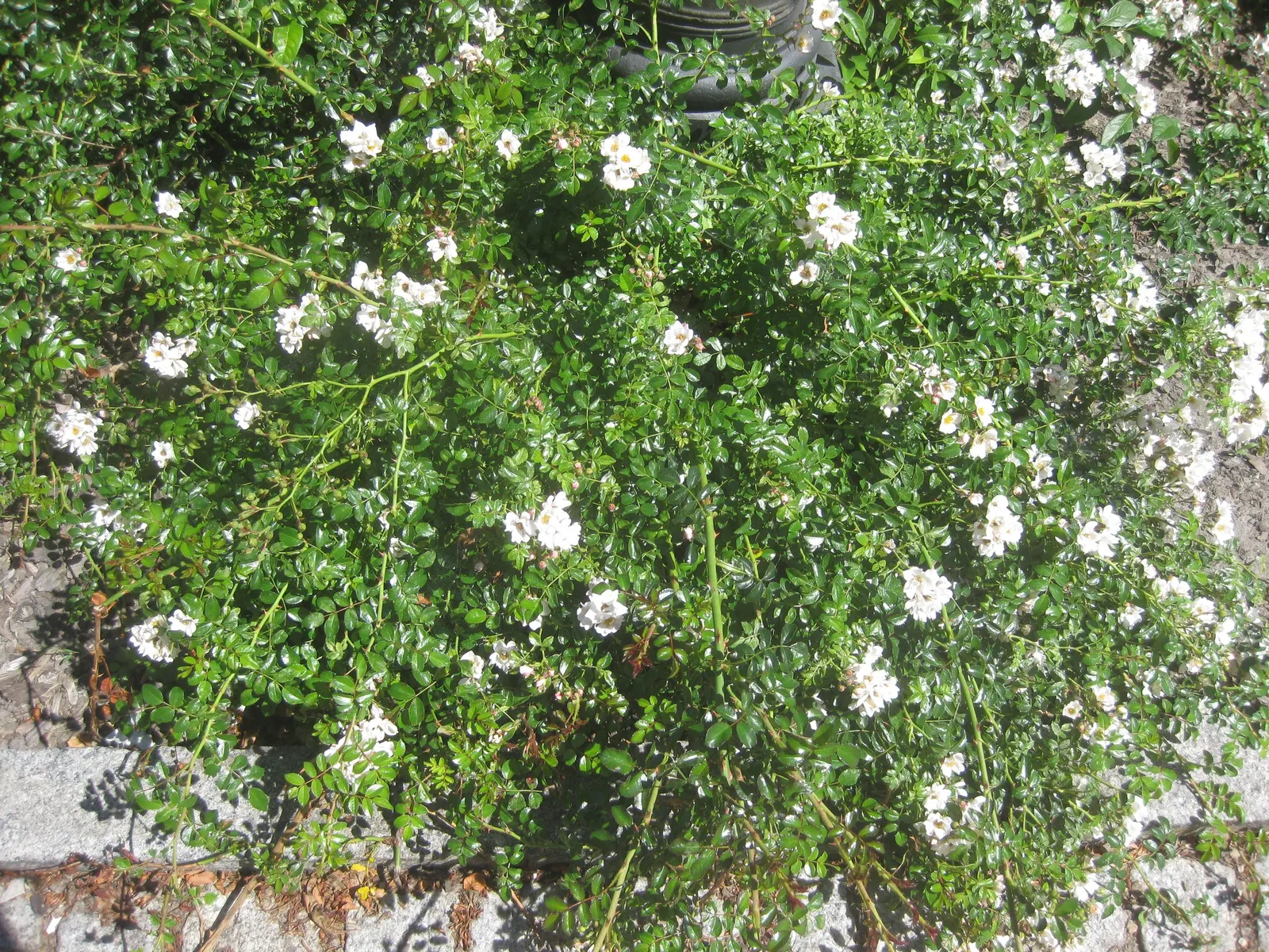 White Flower Carpet Rose (Rosa Flower Carpet White) — offering a long season of visual interest.<br><br>Hardy in USDA zones 5 through 10