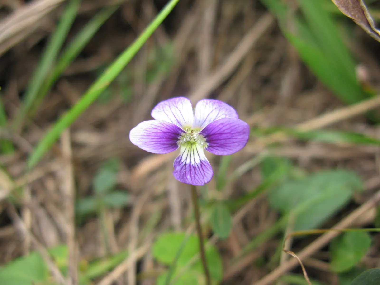 White Flower Carpet Rose (Rosa Flower Carpet White) — requiring at least six hours of direct sunlight per day