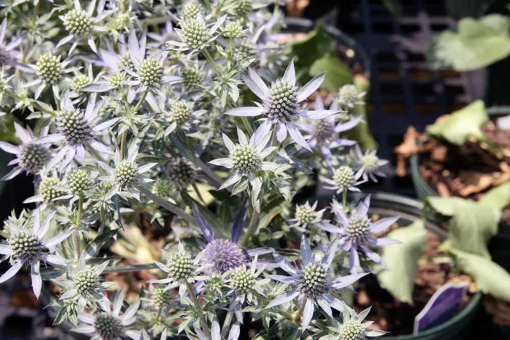 Blue Glitter Sea Holly (Eryngium Planum 'Blue Glitter') — Drought tolerant and loved by pollinators, it's a low-maintenance choice suitable for zones 5-9