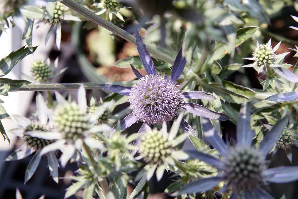 Blue Glitter Sea Holly (Eryngium Planum 'Blue Glitter') — The Eryngium planum 'Blue Glitter' is a striking perennial
