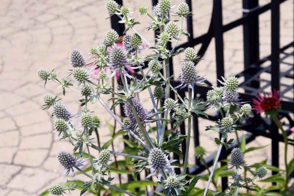 Blue Glitter Sea Holly (Eryngium Planum 'Blue Glitter') — this hardy plant grows to a height of 2-3 feet and spreads up to 1 foot wide