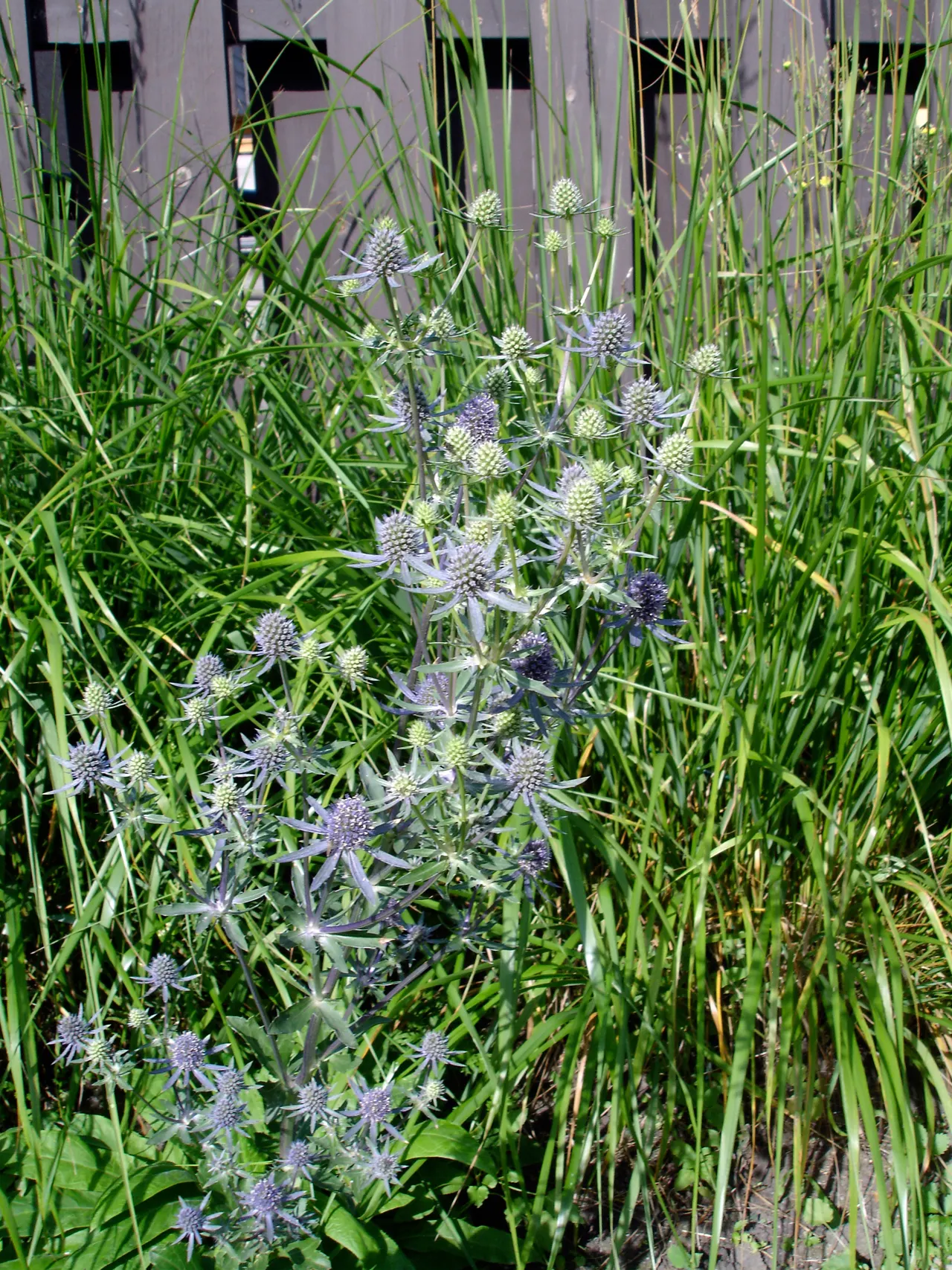 Blue Glitter Sea Holly (Eryngium Planum 'Blue Glitter') — featuring brilliant metallic-blue flower heads above a ruff of spiky