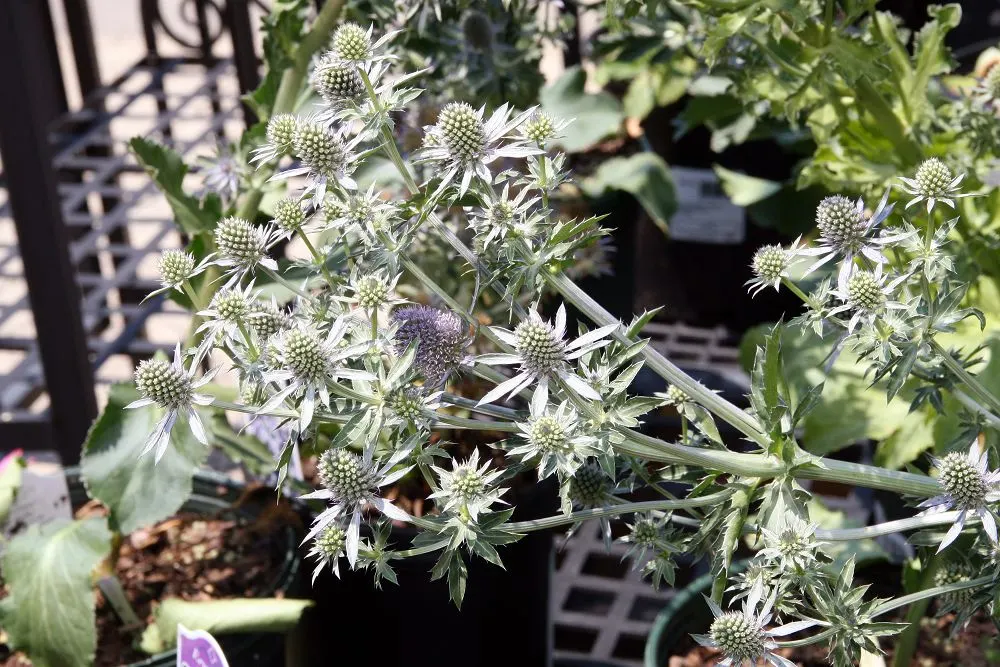 Blue Glitter Sea Holly (Eryngium Planum 'Blue Glitter') — adding texture and color to borders and rock gardens