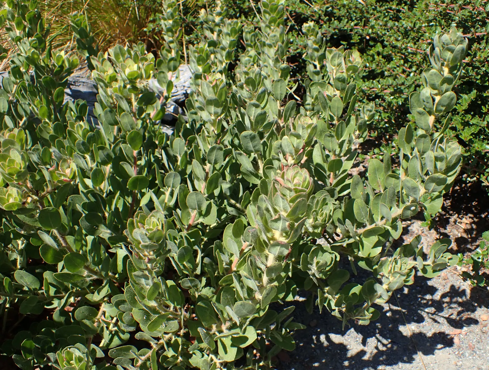 Hairy Manzanita (Arctostaphylos Columbiana) — Adding to its allure is the foliage; the leaves are leathery and typically measure about 1 to 2 inches long
