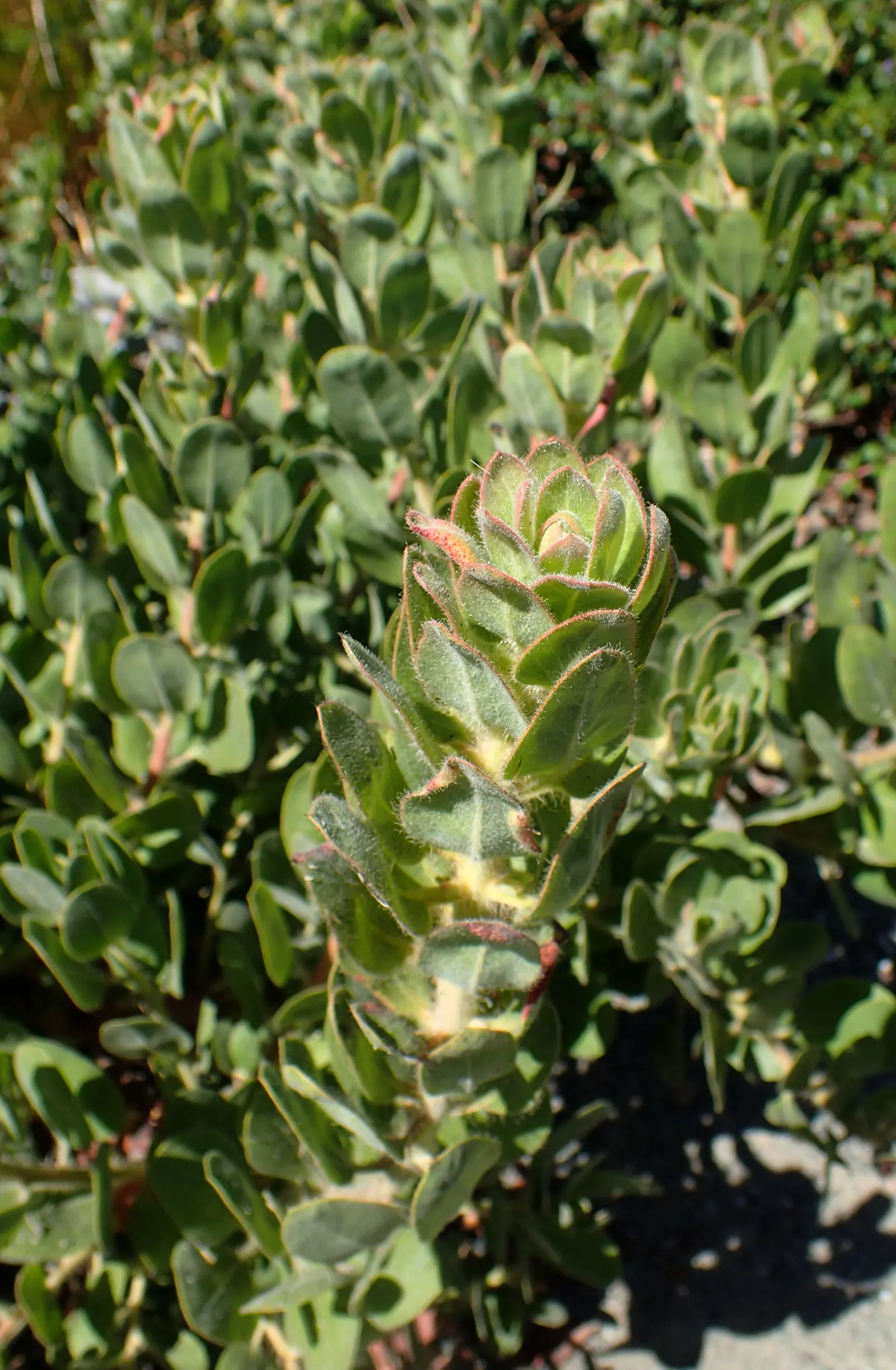 Hairy Manzanita (Arctostaphylos Columbiana) — offering a profound textural contrast