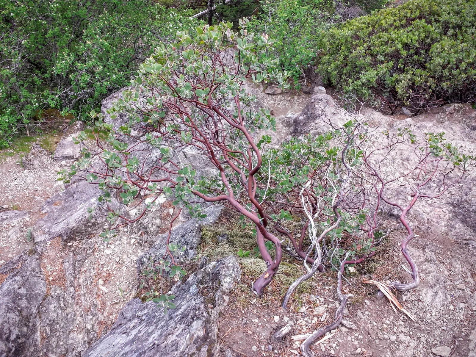 Hairy Manzanita (Arctostaphylos Columbiana) — gnarled trees.<br><br>Its bark is a rich red-brown