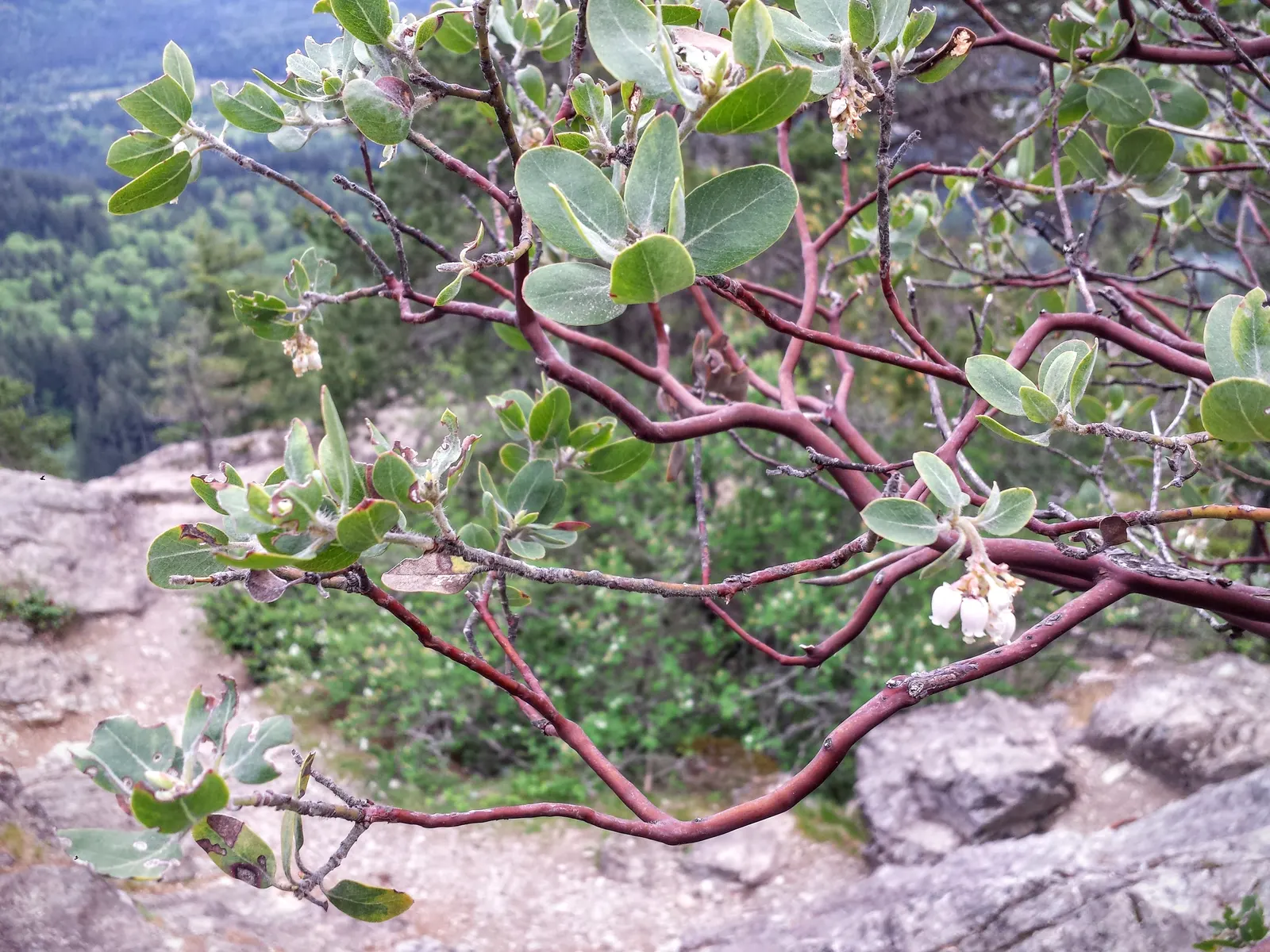 Hairy Manzanita (Arctostaphylos Columbiana) — this stout plant features twisting branches that bear a striking resemblance to miniature