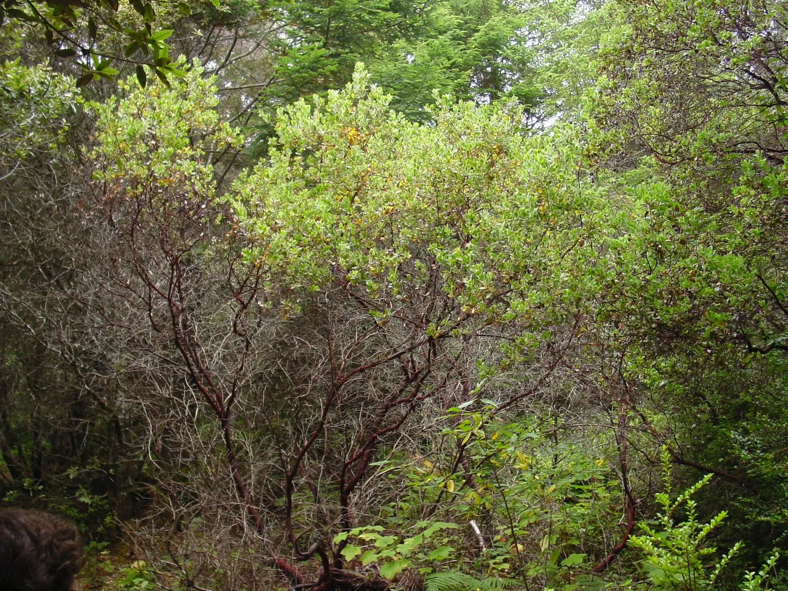 Hairy Manzanita (Arctostaphylos Columbiana) — often peeling in thin sheets to reveal a smoother surface beneath