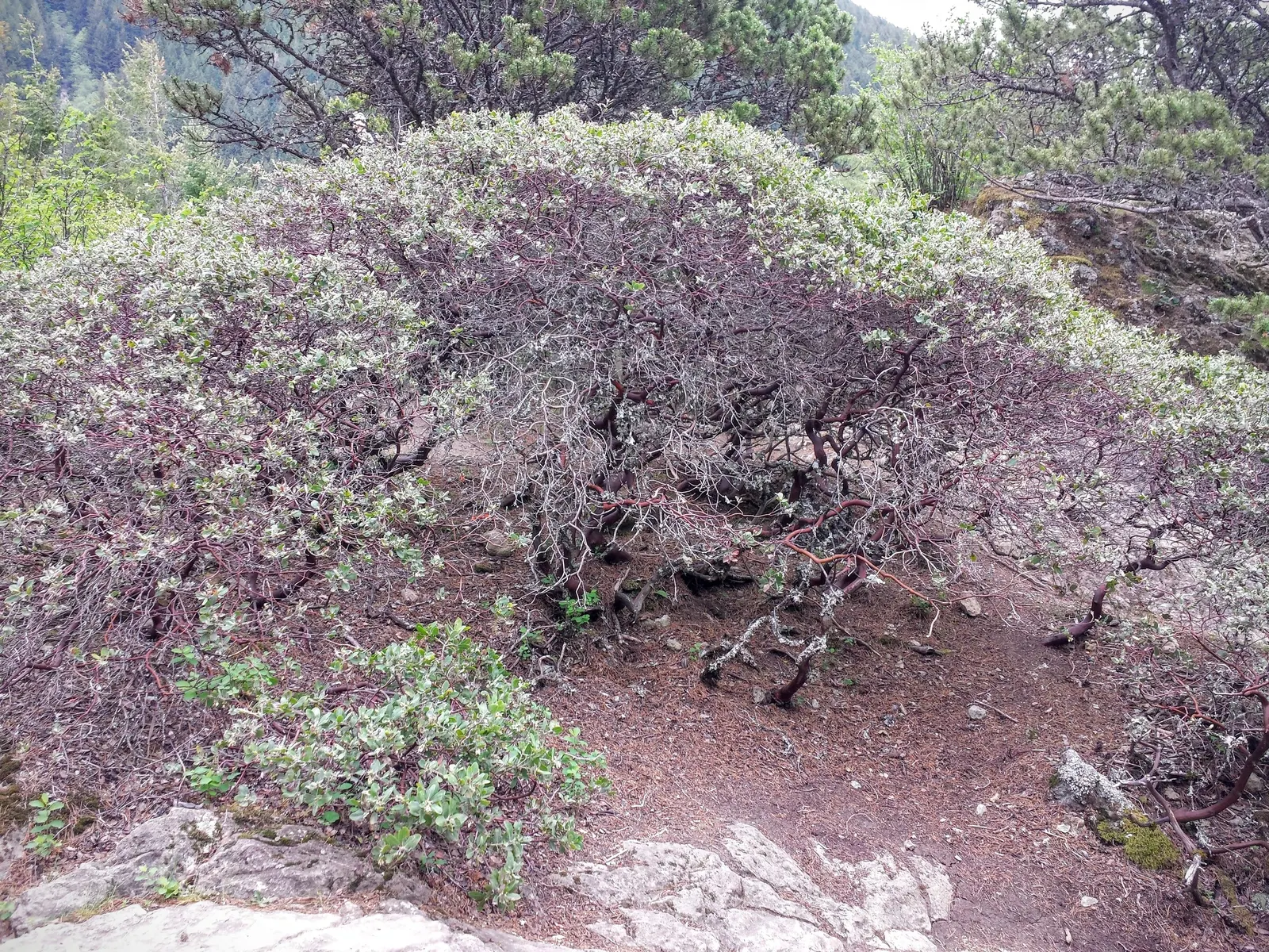 Hairy Manzanita (Arctostaphylos Columbiana) — The Hairy Manzanita (Arctostaphylos columbiana) is a captivating evergreen shrub