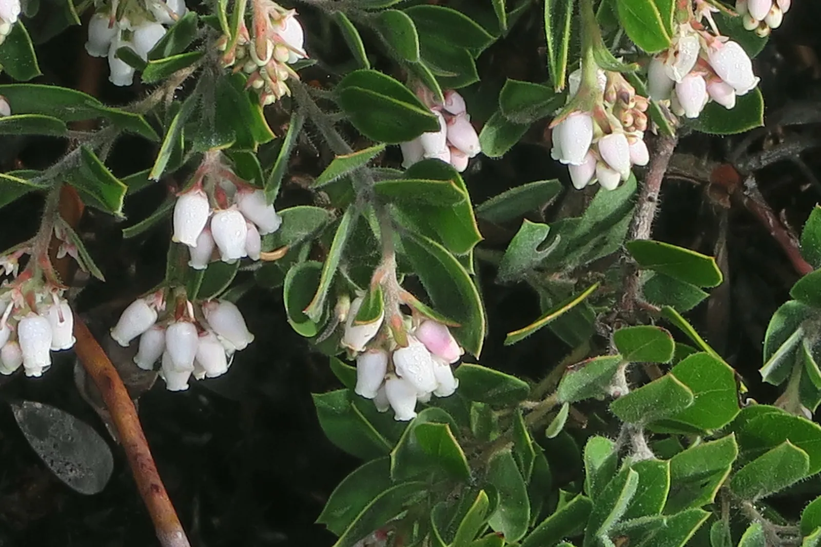 Hairy Manzanita (Arctostaphylos Columbiana) — perfect for low-maintenance landscapes