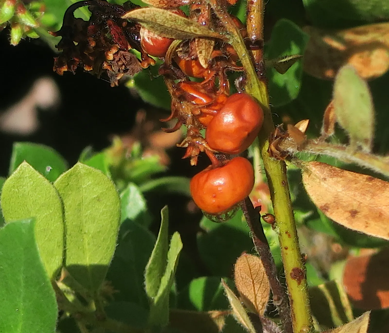 Hairy Manzanita (Arctostaphylos Columbiana) — and offers drought tolerance once established