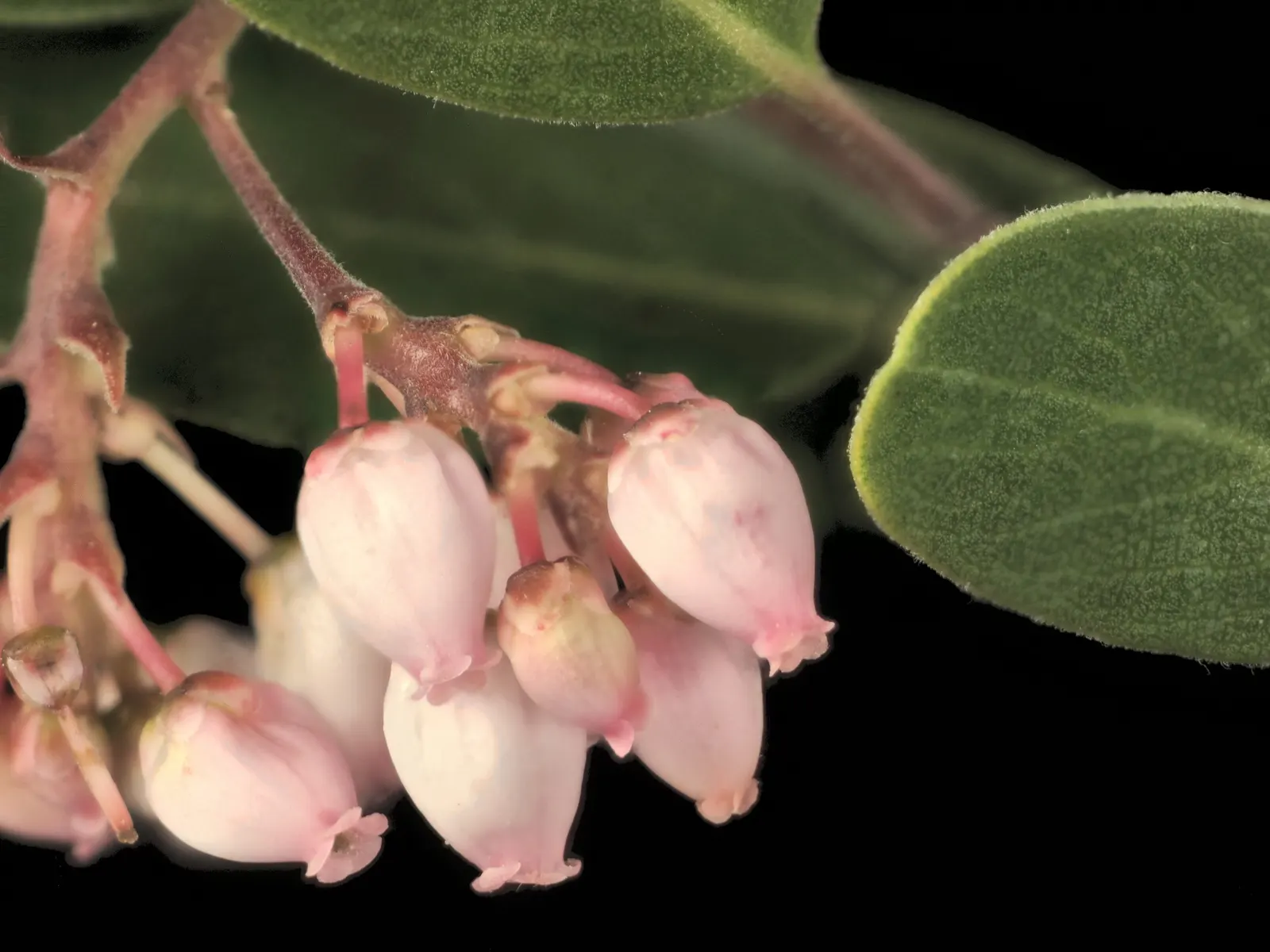 Hairy Manzanita (Arctostaphylos Columbiana) — Growing to an average of 3 to 6 feet tall with a similar width