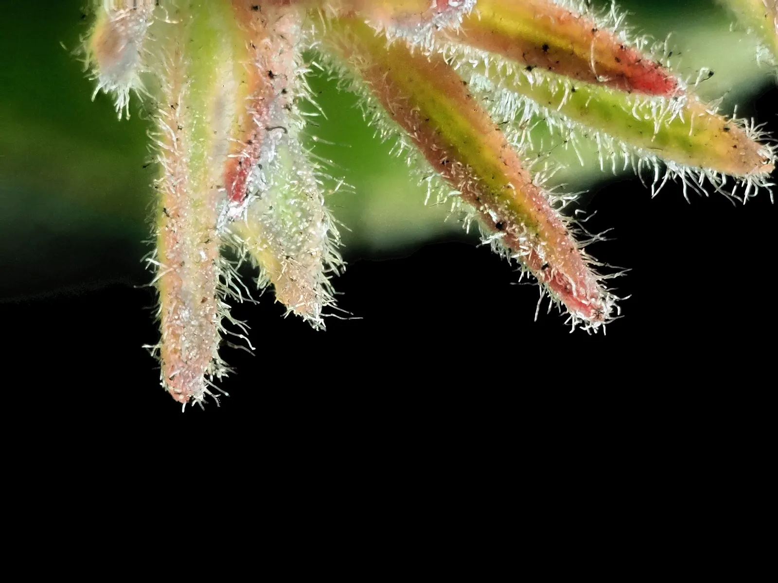 Hairy Manzanita (Arctostaphylos Columbiana) — These deep green leaves hold their color throughout the year.<br><br>From late winter to early spring