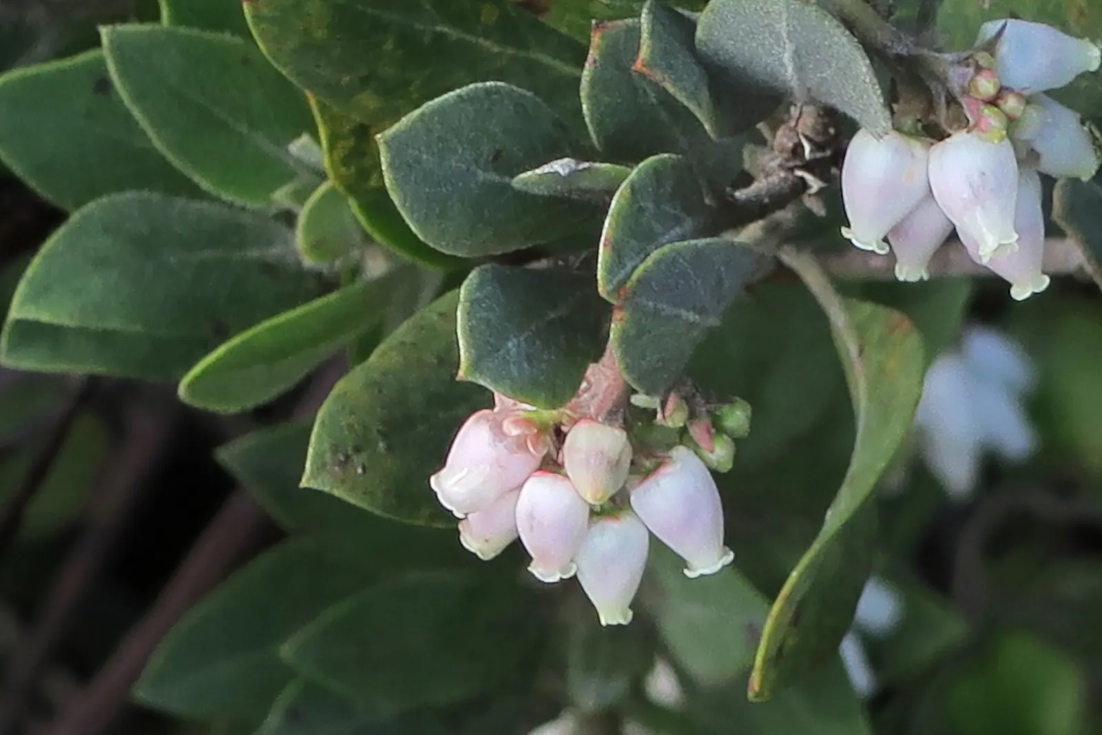 Hairy Manzanita (Arctostaphylos Columbiana) — It thrives in well-drained soils