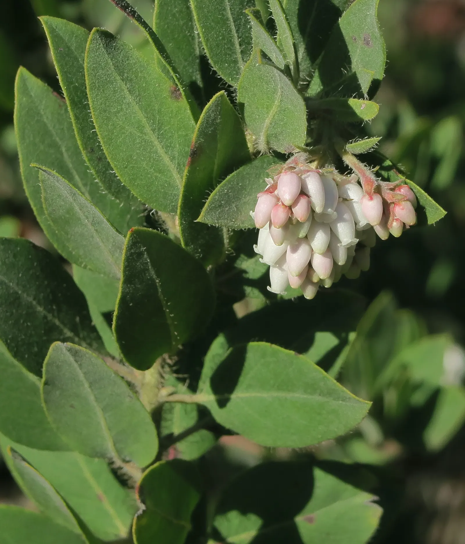 Hairy Manzanita (Arctostaphylos Columbiana) — the Hairy Manzanita produces an impressive display of petite