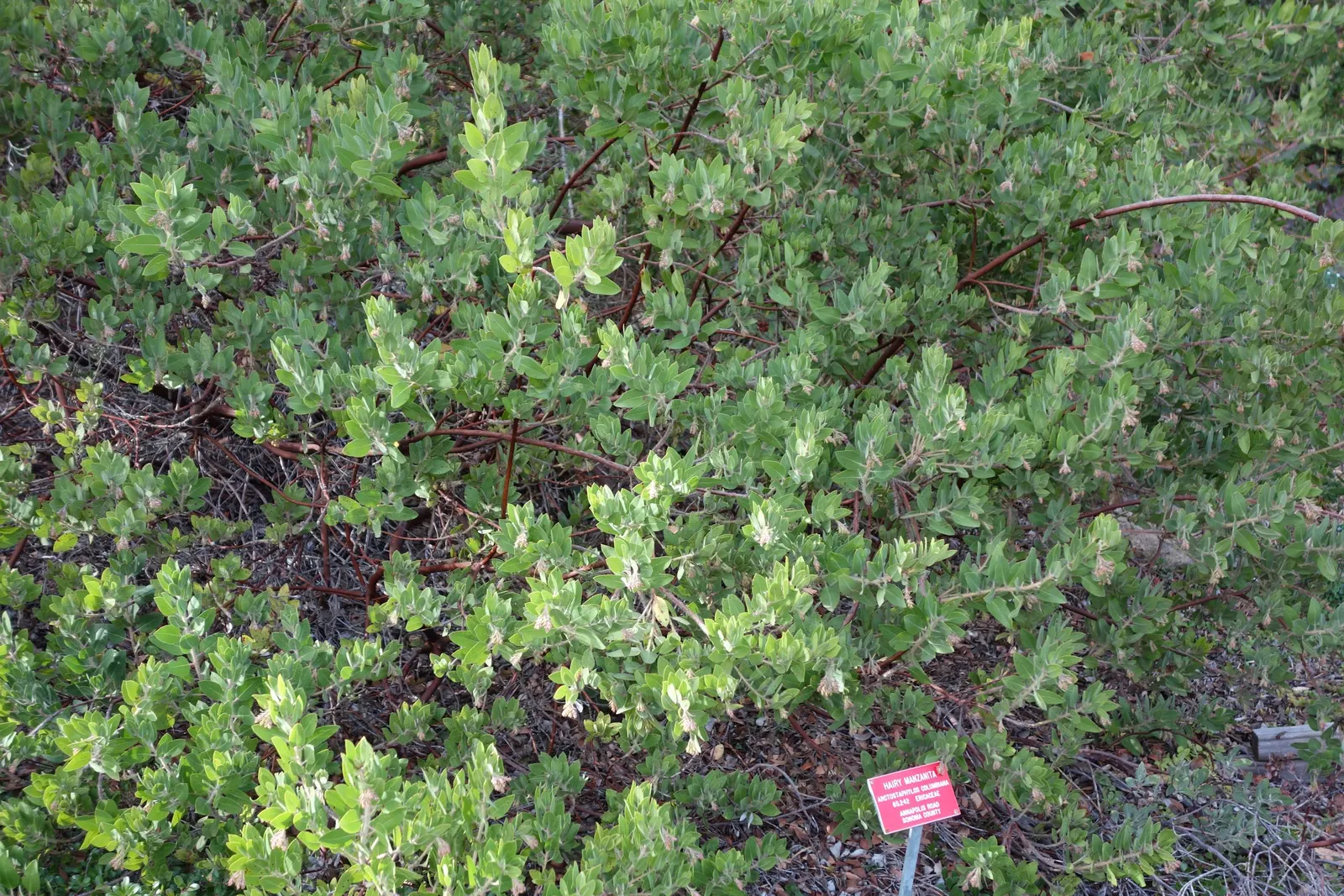 Hairy Manzanita (Arctostaphylos Columbiana) — notable for its striking reddish-brown bark and dense covering of fine hairs
