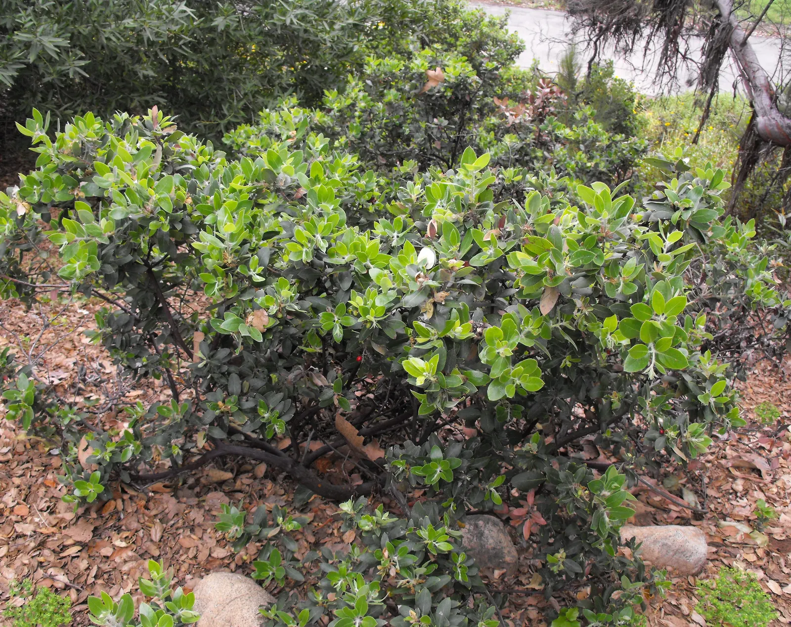 Hairy Manzanita (Arctostaphylos Columbiana) — Growing 3-6 feet tall and 4-8 feet wide