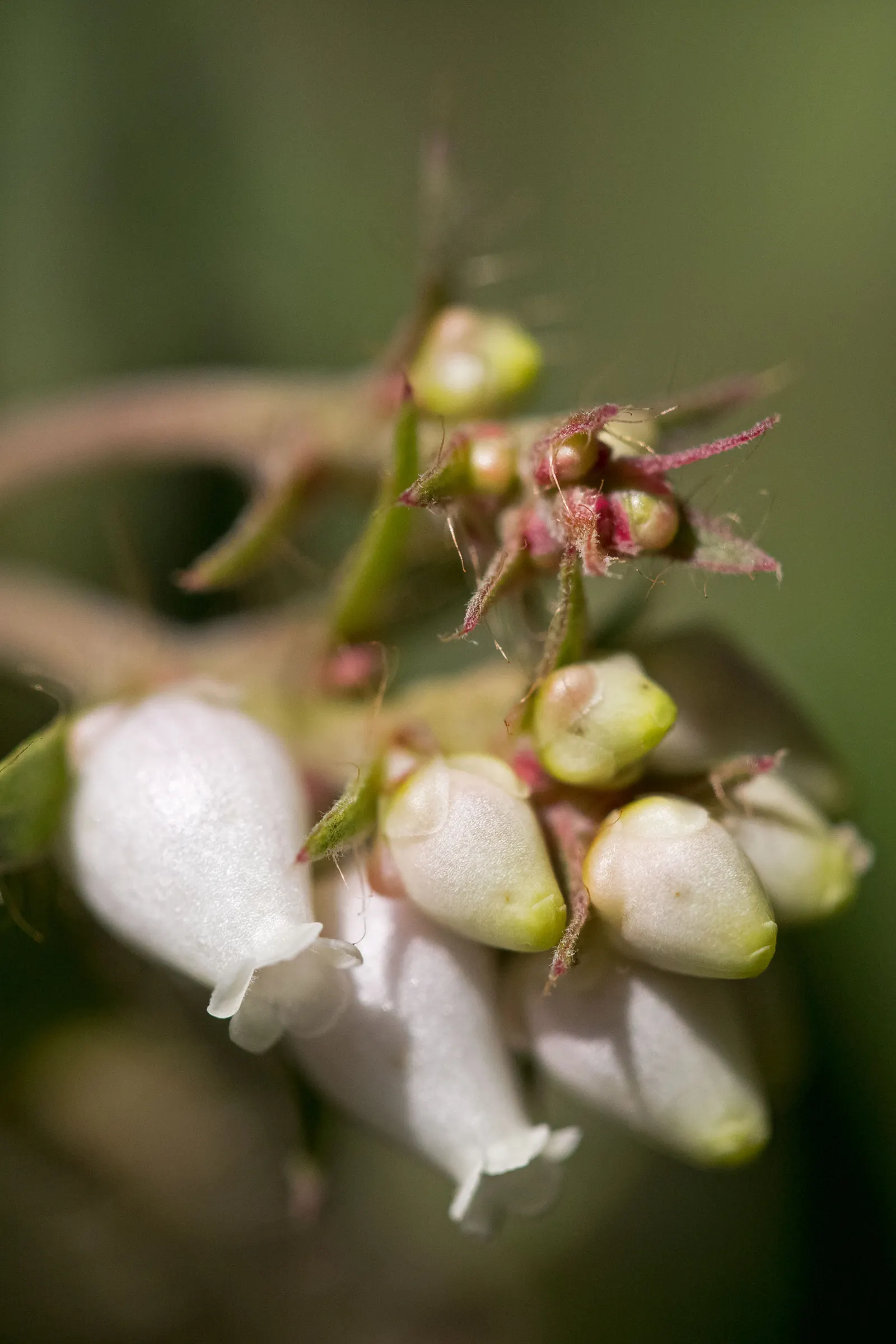 Hairy Manzanita (Arctostaphylos Columbiana) — bristly texture that gives the shrub its common name