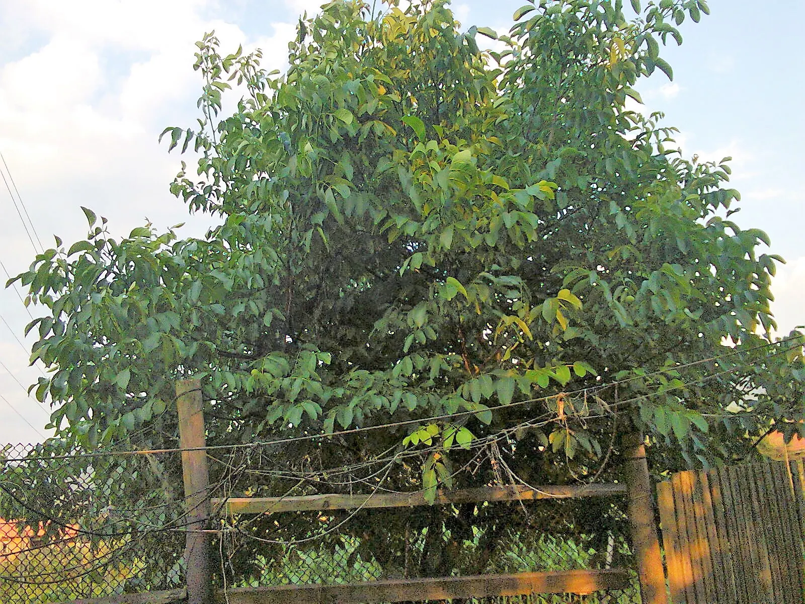 English Walnut (Juglans Regia) — which may inhibit growth of certain plants nearby; note that Juglans regia produces a chemical called juglone, image 57