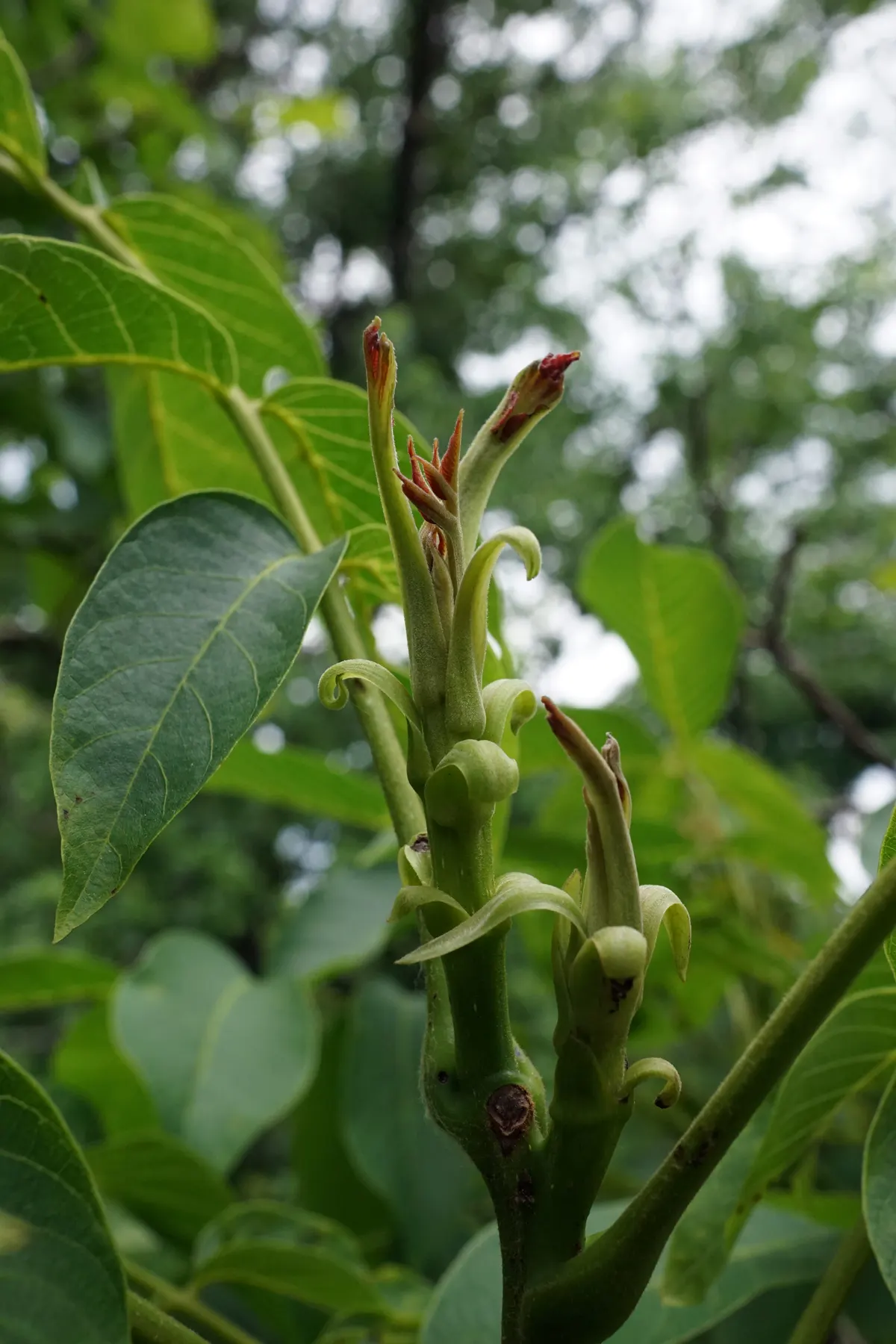 English Walnut (Juglans Regia) — Clients will enjoy the dual benefits of its stately appearance and fruitful bounty in their garden; with an arrangement of 5