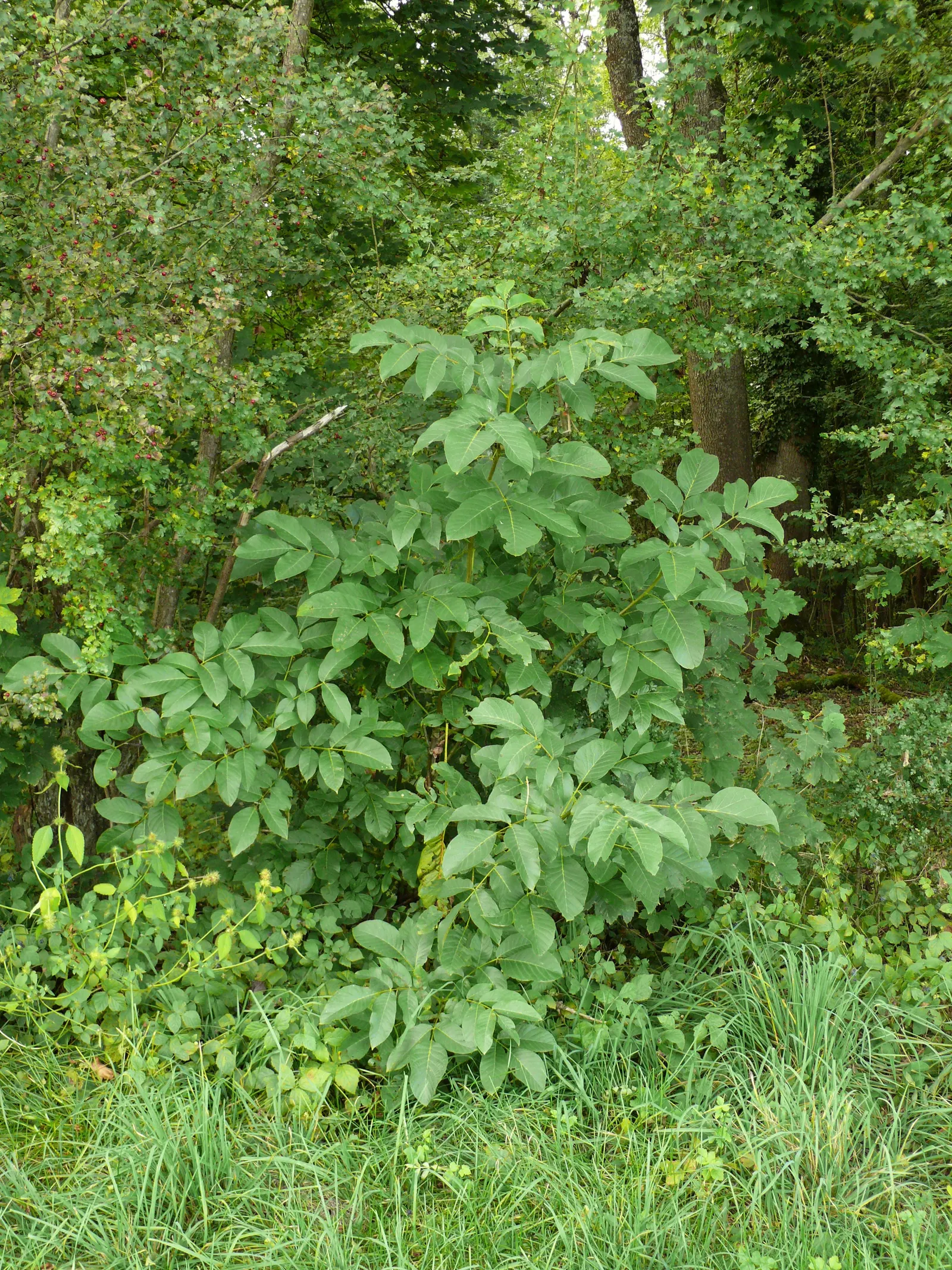 English Walnut (Juglans Regia) — tree for full; which may inhibit growth of certain plants nearby, image 60