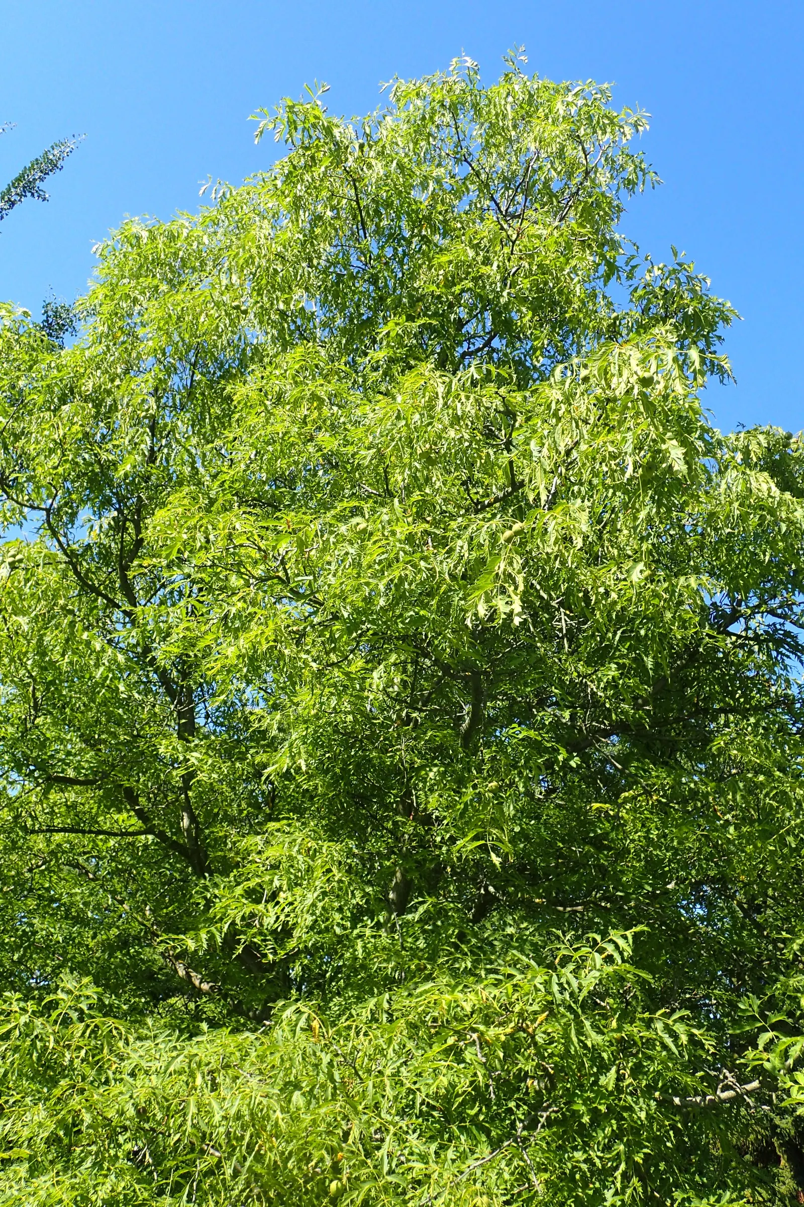English Walnut (Juglans Regia) — Preferable in zones 4-9, it requires full sun and well-drained soil; thus care should be taken when selecting, image 63
