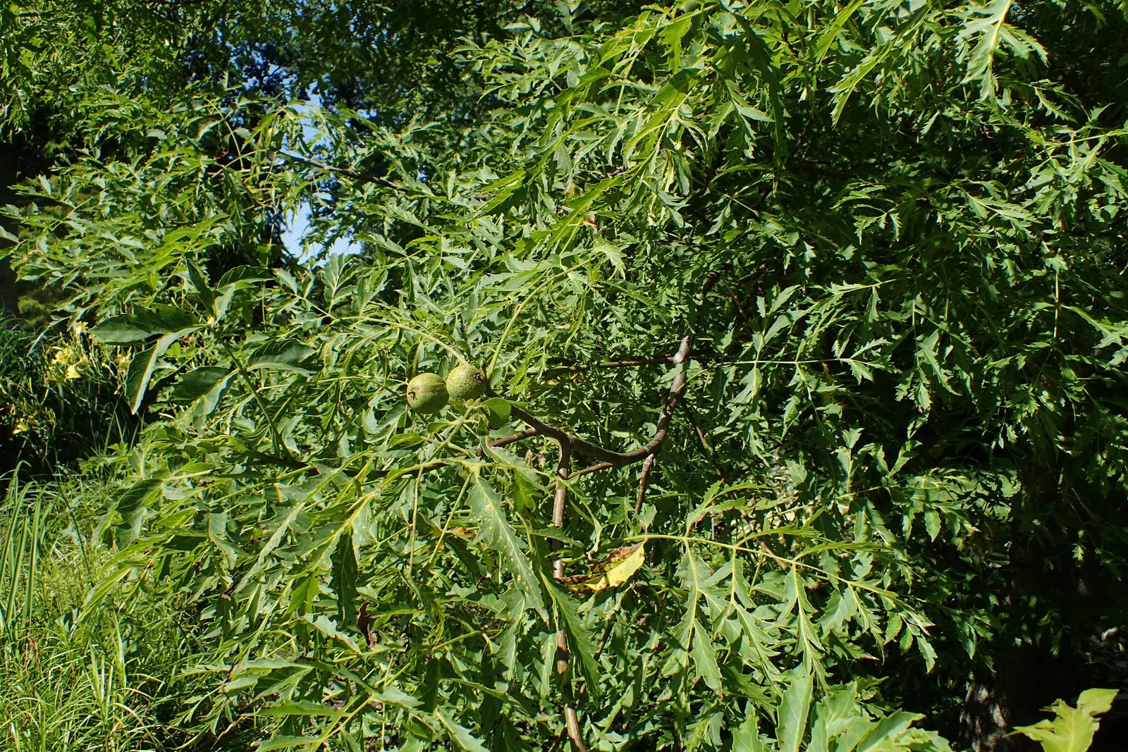 English Walnut (Juglans Regia) — Clients will enjoy the dual benefits of its stately appearance and fruitful bounty in their garden