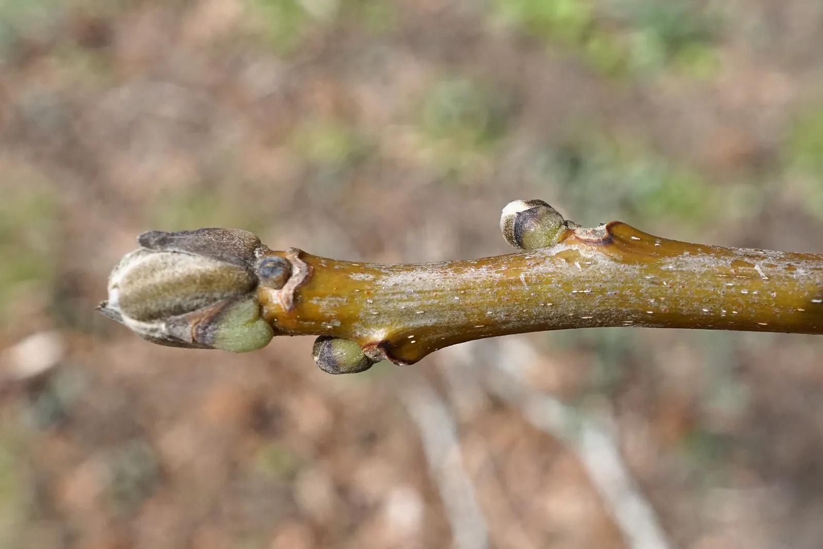 English Walnut (Juglans Regia) — It grows to an impressive 40-60 feet with a 30-40 feet spread; by late summer to fall, the tree yields its, image 62