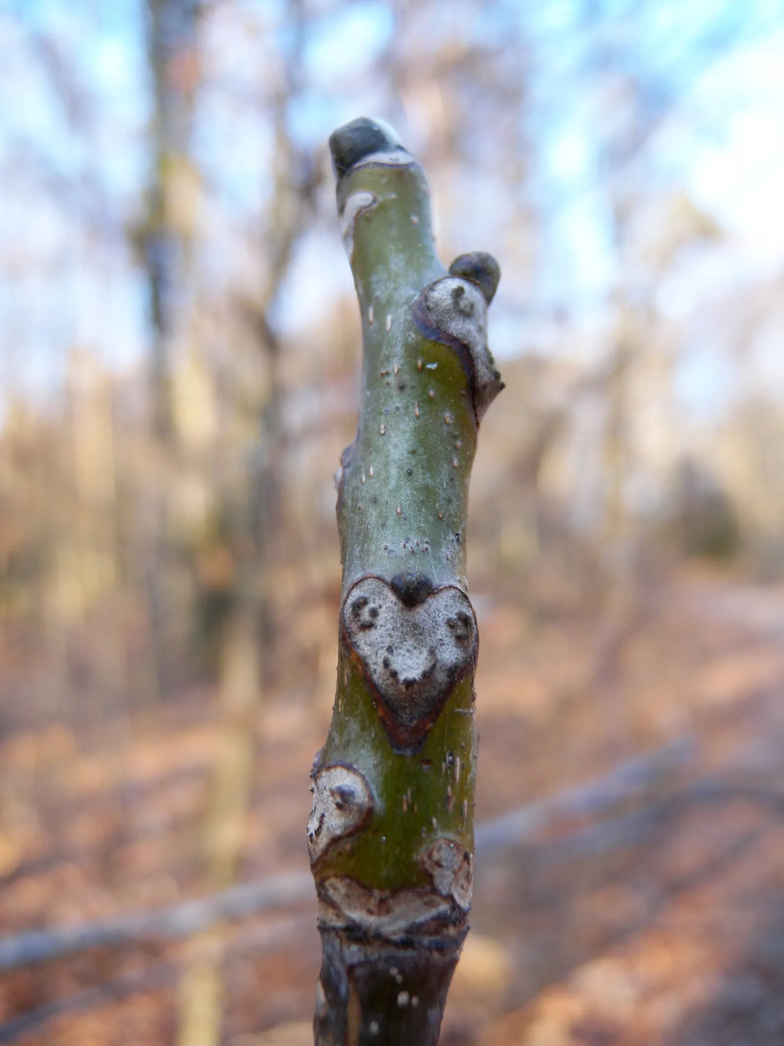 English Walnut (Juglans Regia) — scientifically referred to as Juglans regia; ample space is a must to accommodate its extensive root system, image 67