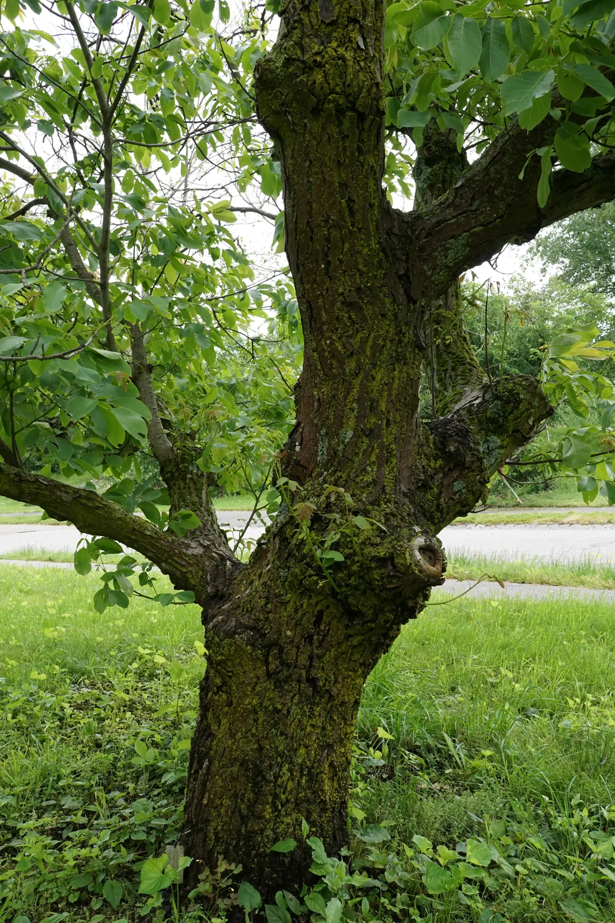 English Walnut (Juglans Regia) — esteemed for its fine-quality nuts and attractive timber; notable for its pinnate foliage and rounded canopy, image 81