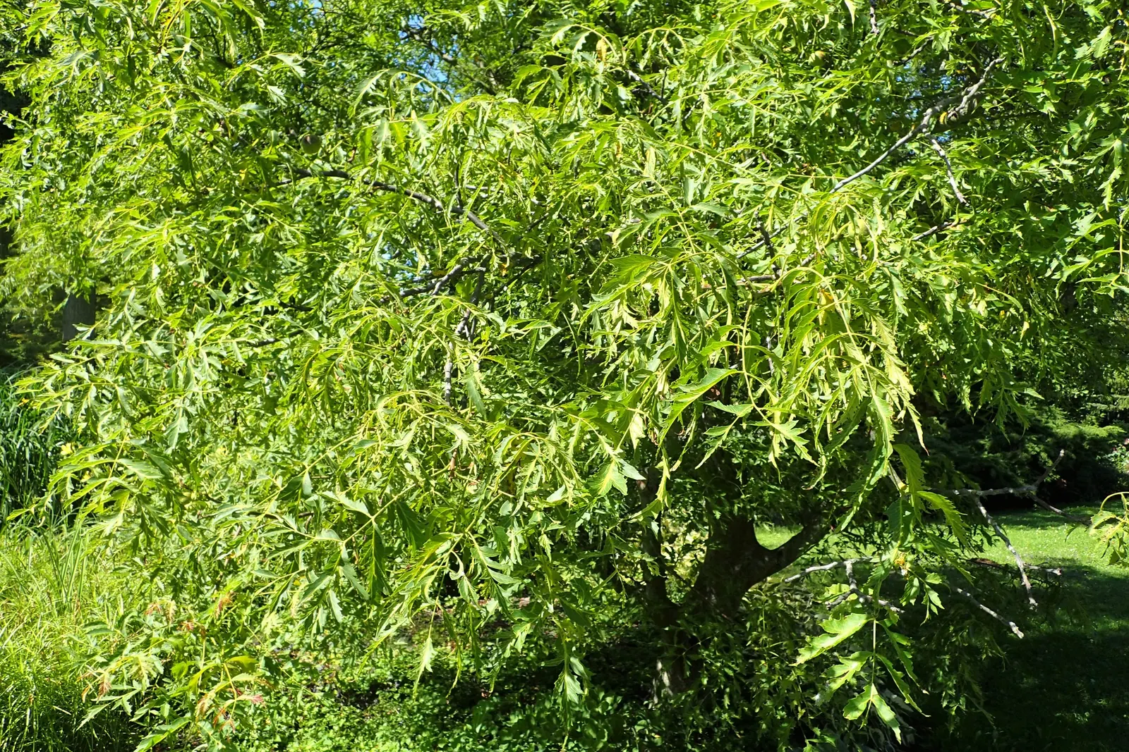 English Walnut (Juglans Regia) — Mature specimens can reach heights ranging from 40 to 60 feet with a canopy spread of equal proportion