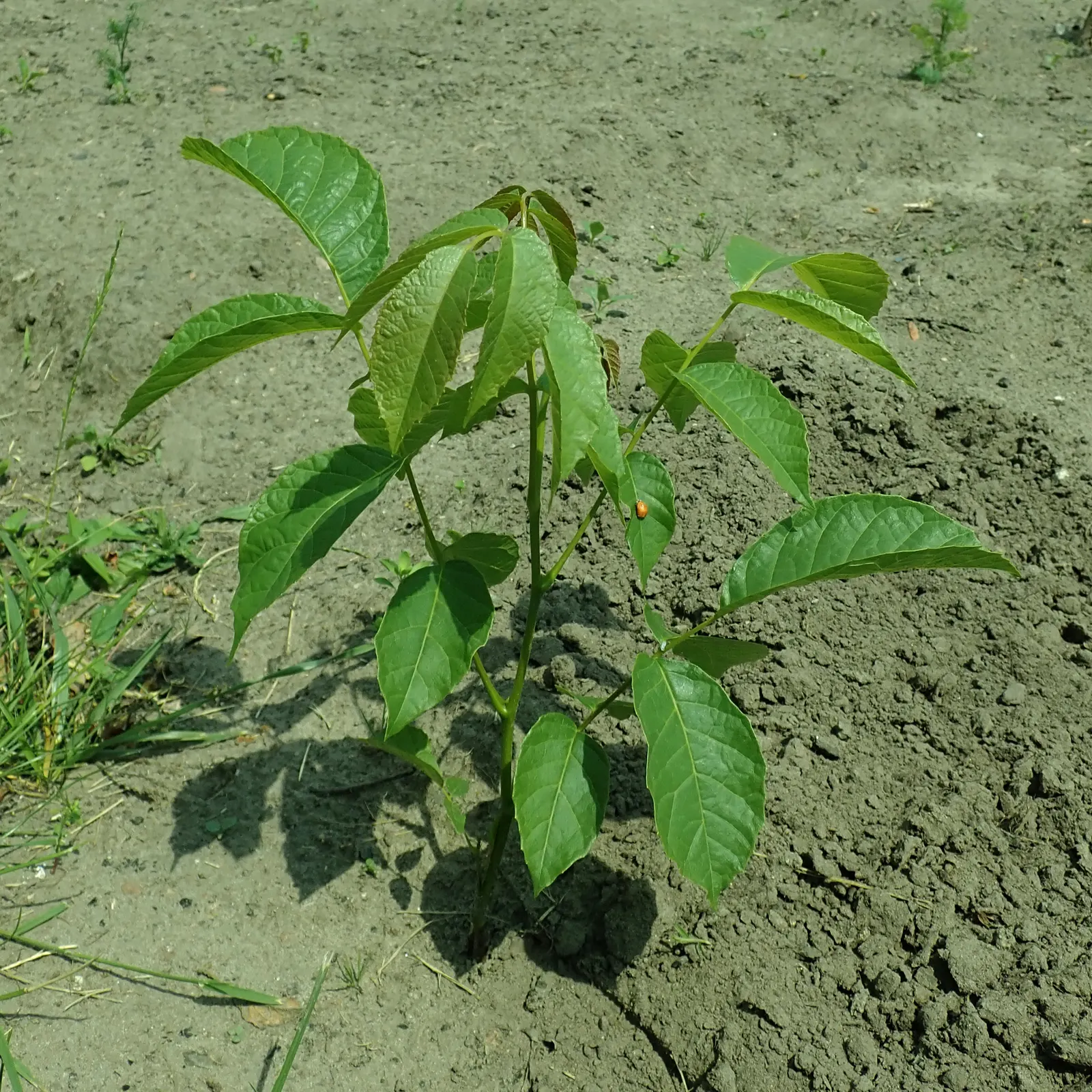 English Walnut (Juglans Regia) — this stately tree also offers yellow-green catkins in spring; hard-shelled nut inside.<br><br>For optimal growth