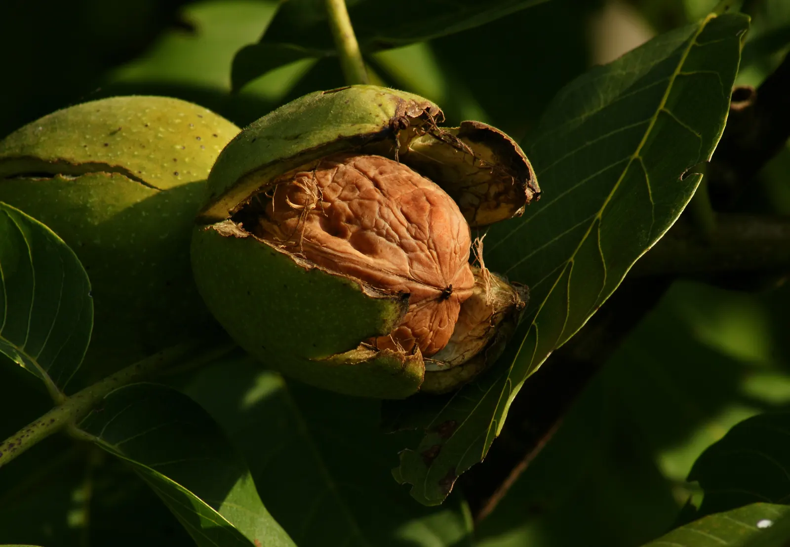 English Walnut (Juglans Regia) — with an arrangement of 5 to 9 leaflets per leaf