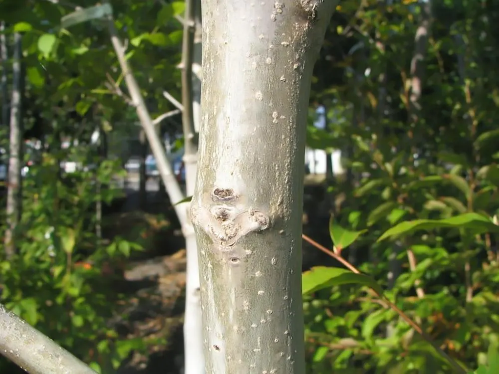 English Walnut (Juglans Regia) — Mature specimens can reach heights ranging from 40 to 60 feet with a canopy spread of equal proportion; the, image 68