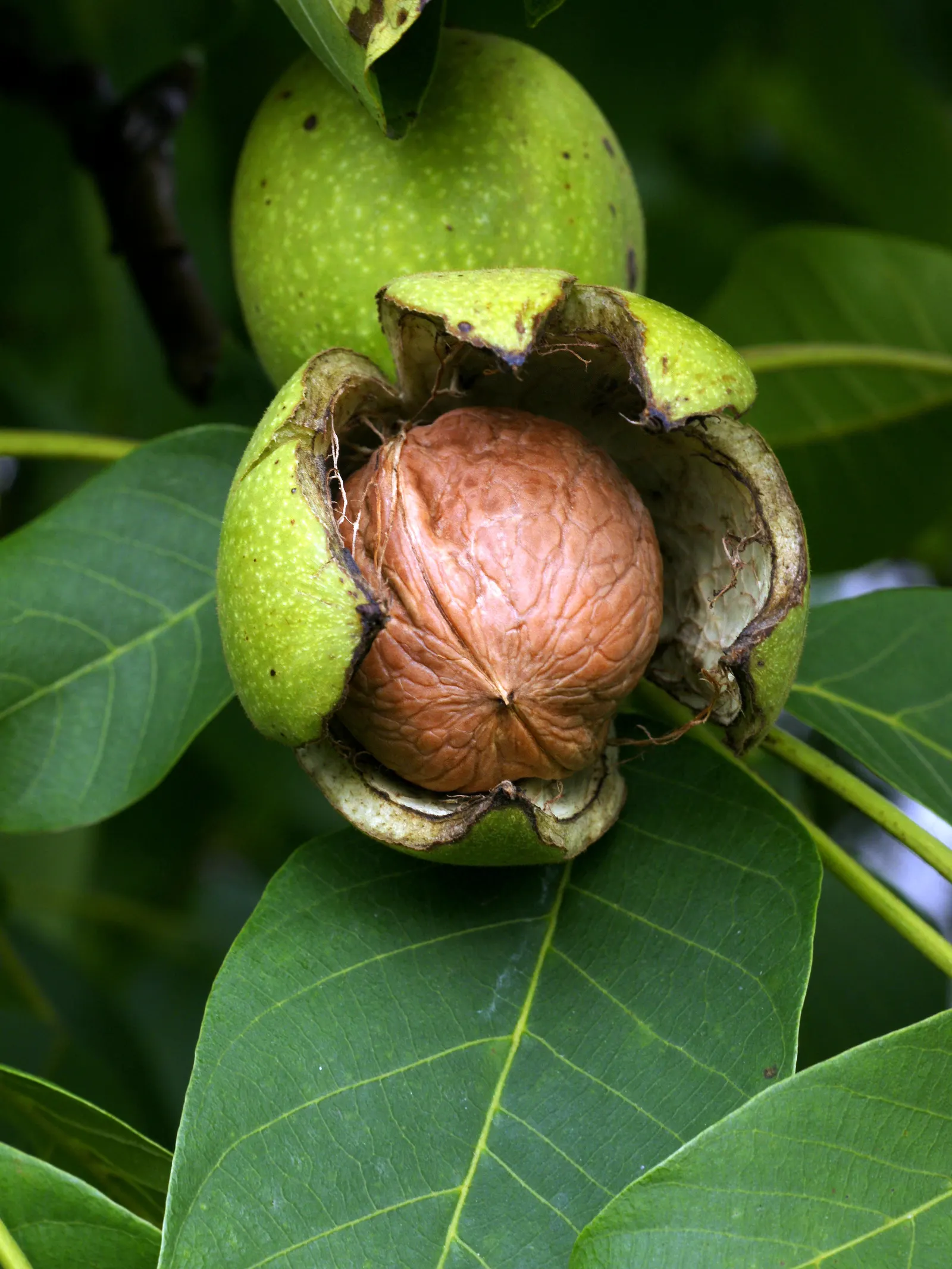 English Walnut (Juglans Regia) — fertile soil and a location that receives full sun exposure; while the tree is relatively tolerant of various soil, image 54