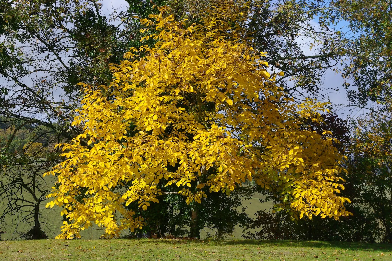 English Walnut (Juglans Regia) — Ample space is a must to accommodate its extensive root system; clients will enjoy the dual benefits of its, image 66