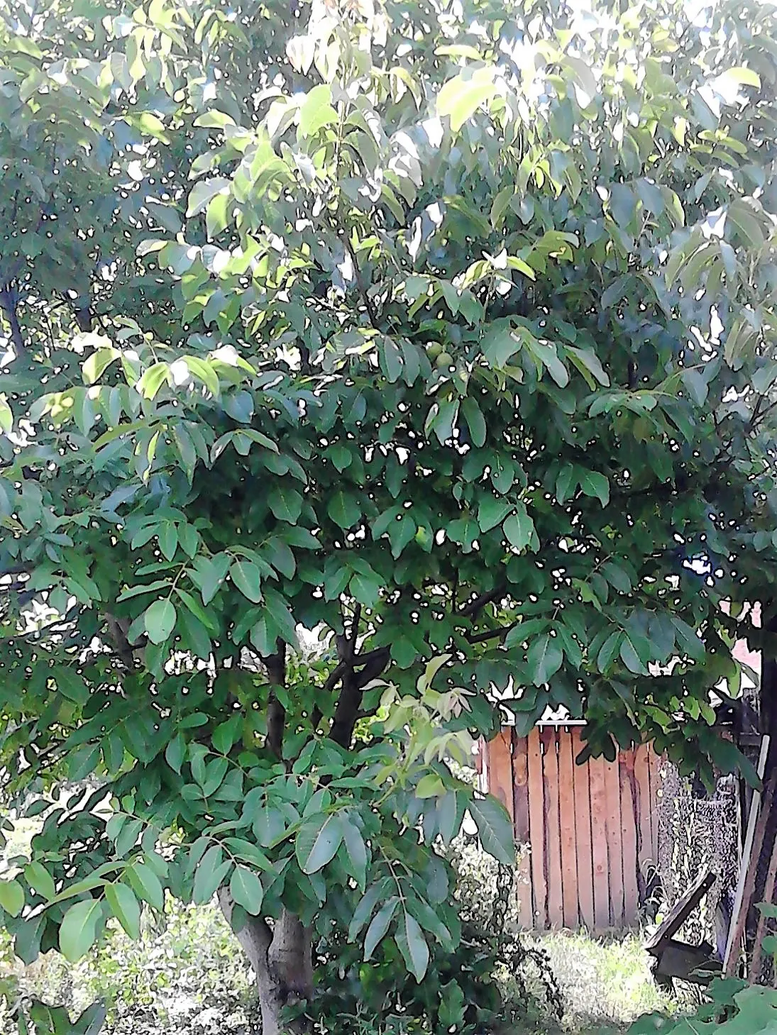 English Walnut (Juglans Regia) — fertile soil and a location that receives full sun exposure