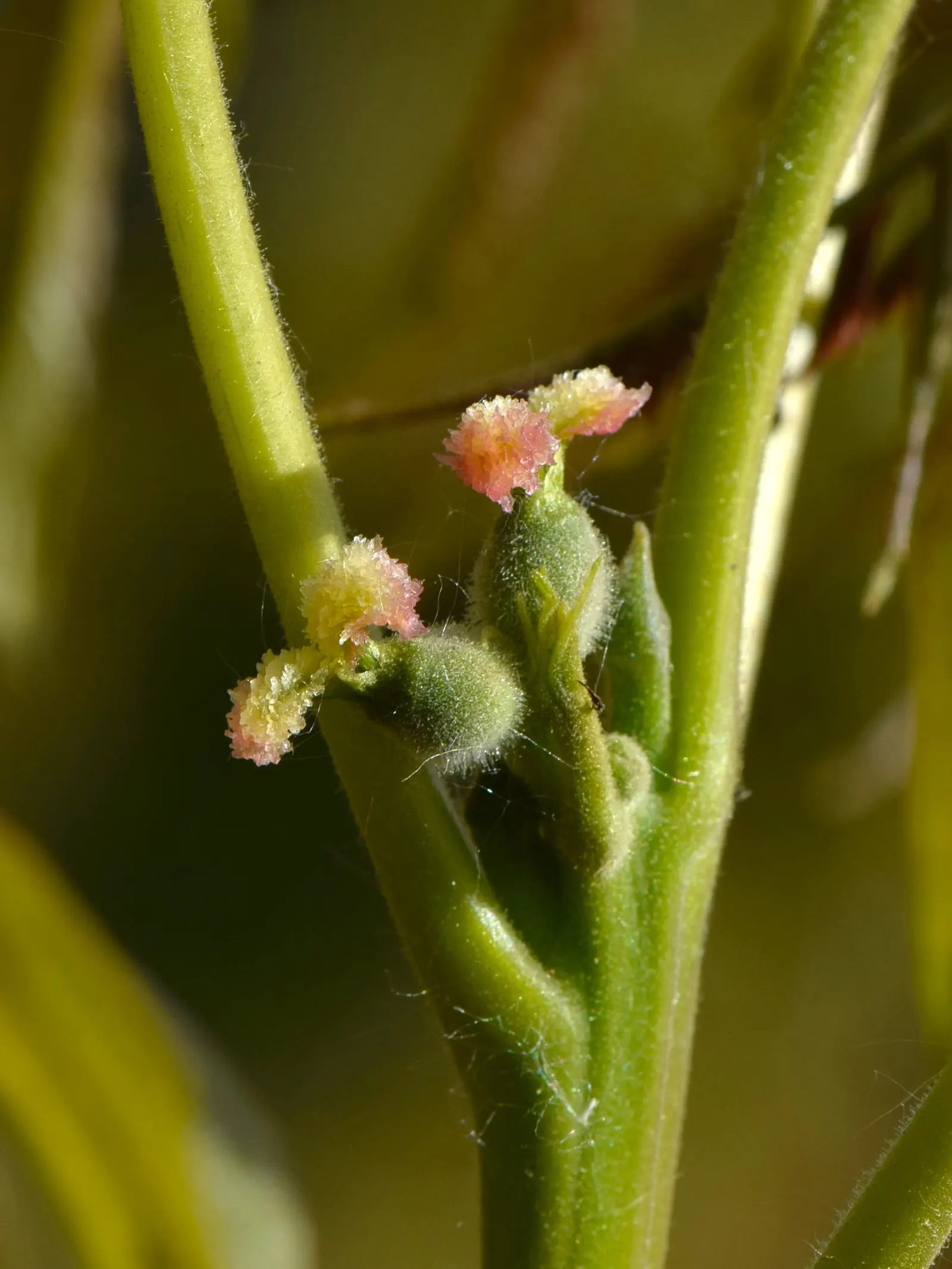 English Walnut (Juglans Regia) — thus care should be taken when selecting companion flora.<br><br>Furthermore; preferable in zones 4-9, it requires full sun