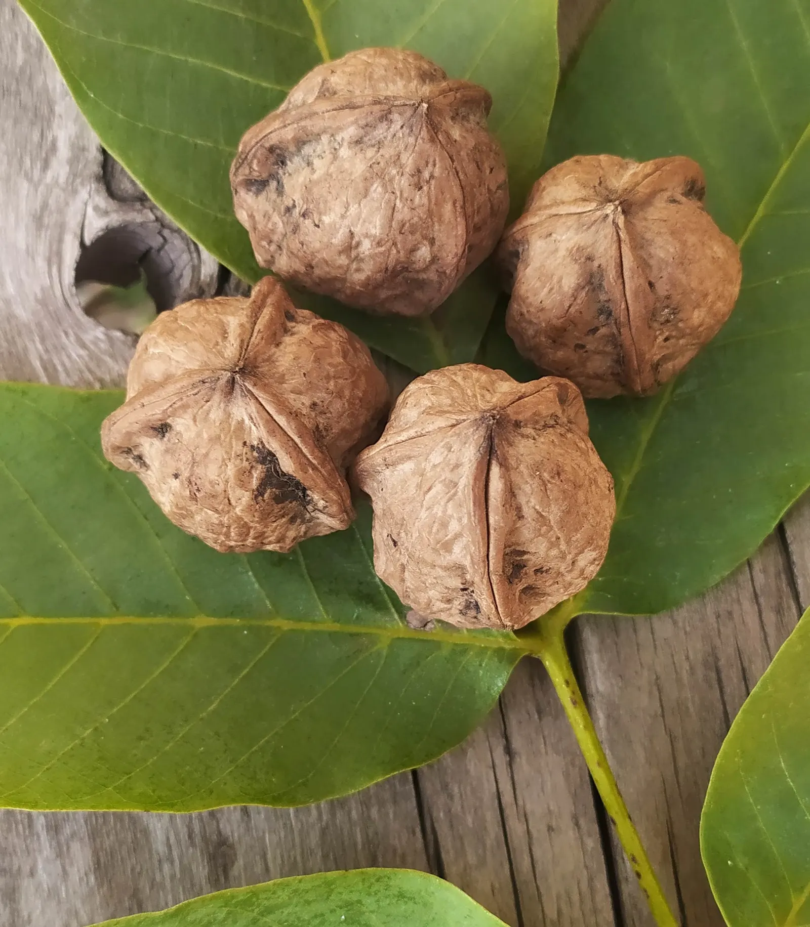 English Walnut (Juglans Regia) — Notable for its pinnate foliage and rounded canopy; this stately tree also offers yellow-green catkins in spring