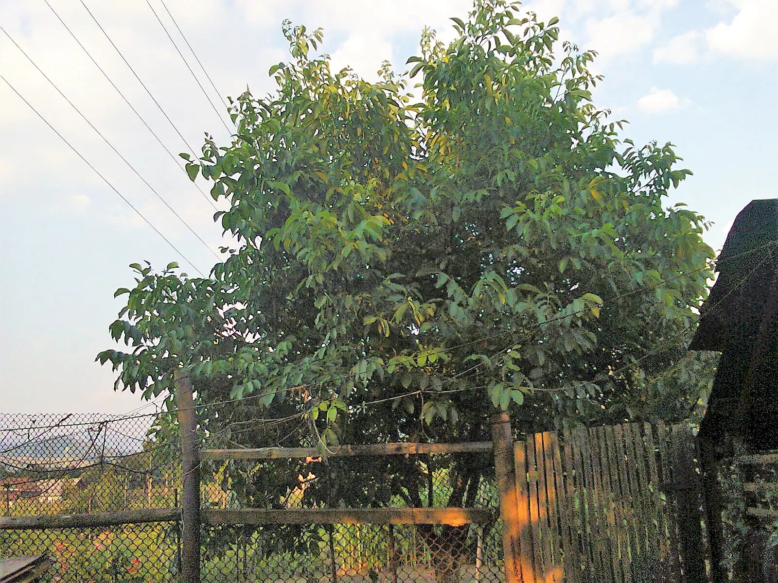 English Walnut (Juglans Regia) — which may inhibit growth of certain plants nearby; note that Juglans regia produces a chemical called juglone