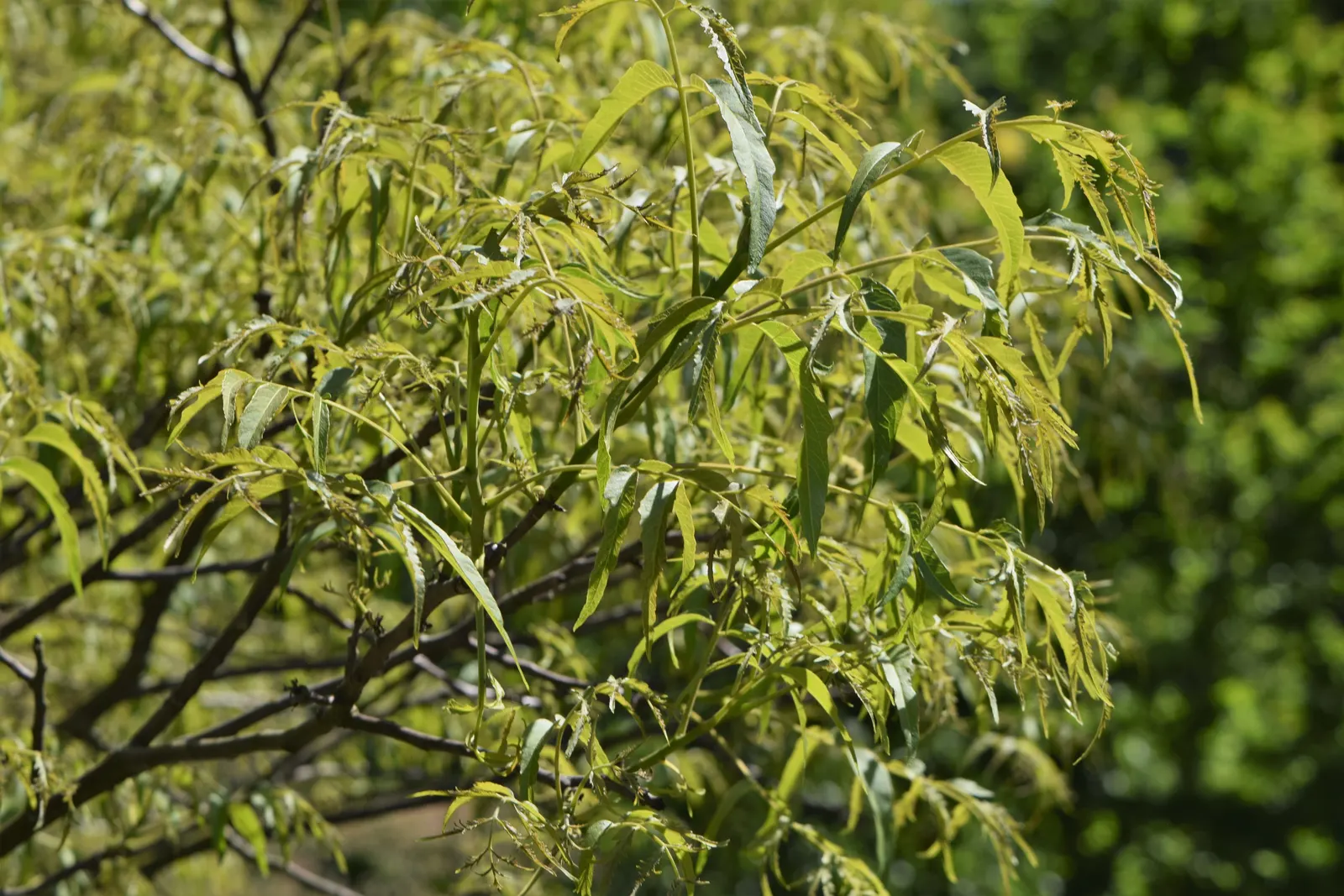 English Walnut (Juglans Regia) — By late summer to fall, the tree yields its hallmark walnuts encased in a round, green husk