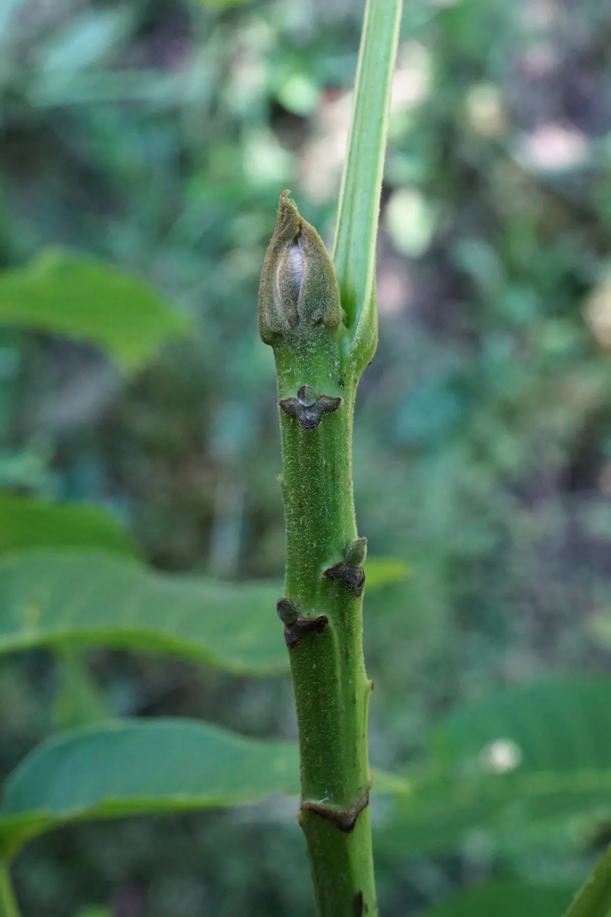 English Walnut (Juglans Regia) — hard-shelled nut inside.<br><br>For optimal growth