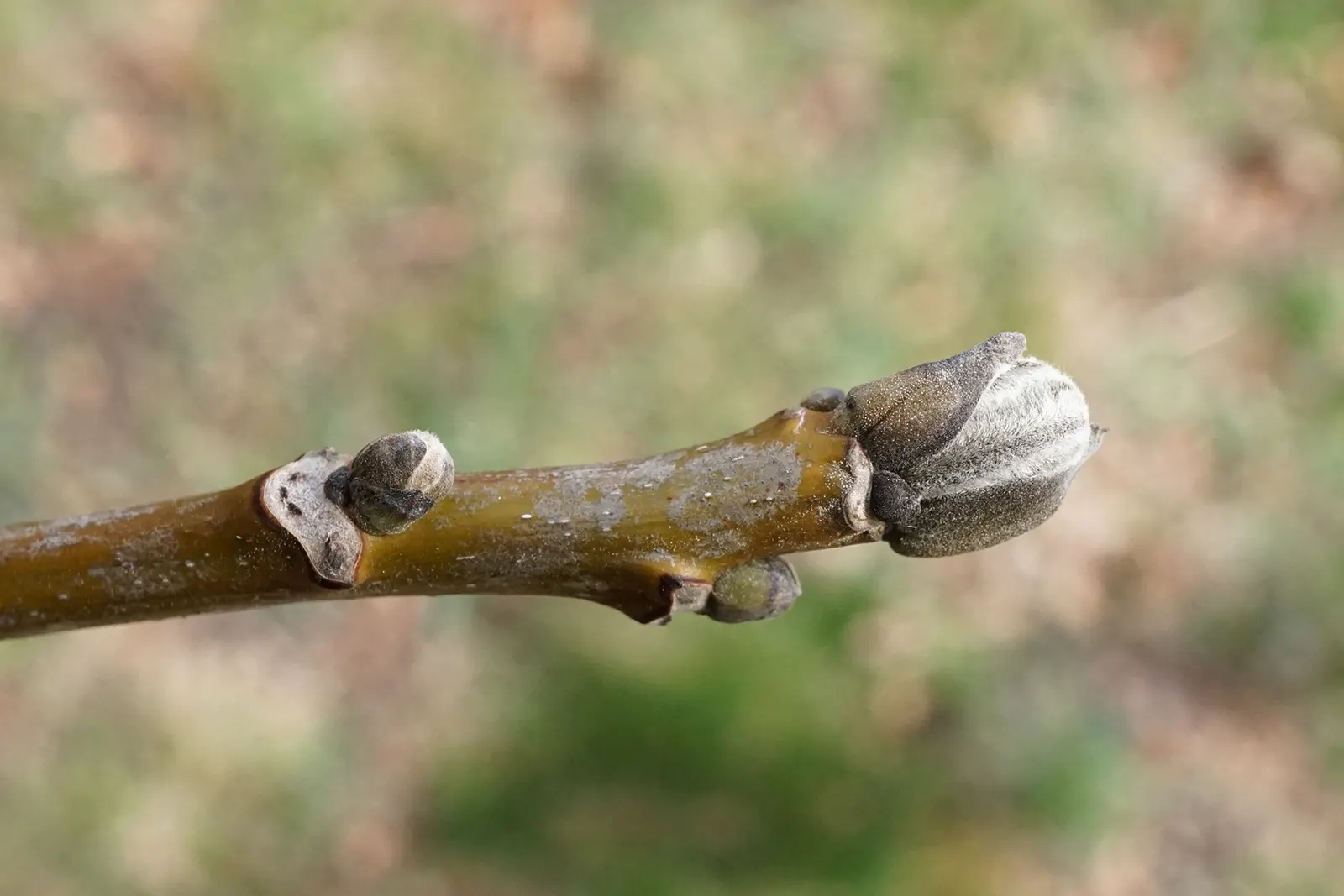 English Walnut (Juglans Regia) — tree for full; which may inhibit growth of certain plants nearby