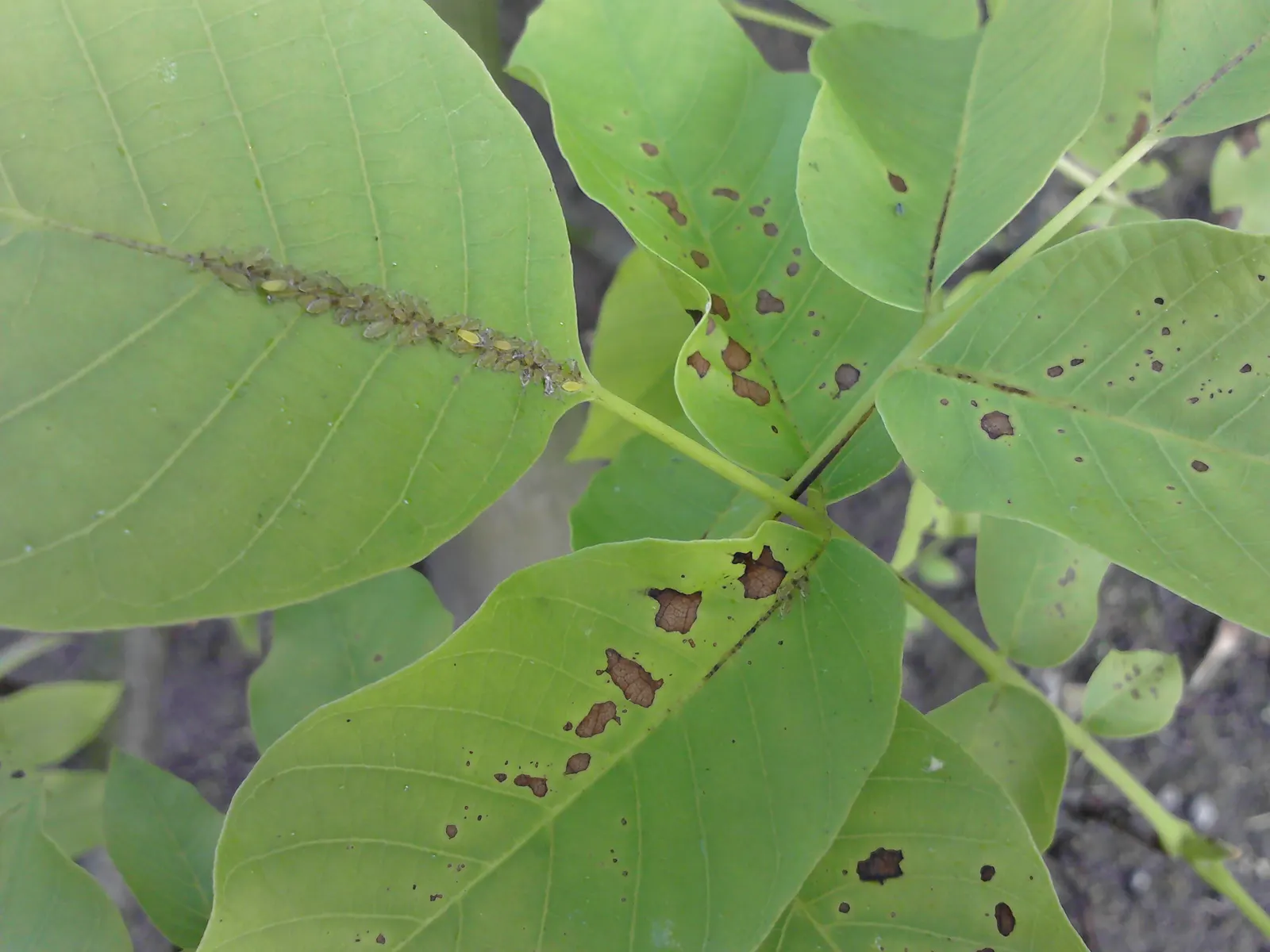 English Walnut (Juglans Regia) — While the tree is relatively tolerant of various soil types, it thrives in soil with a pH range of 6 to 7.5; it grows to an