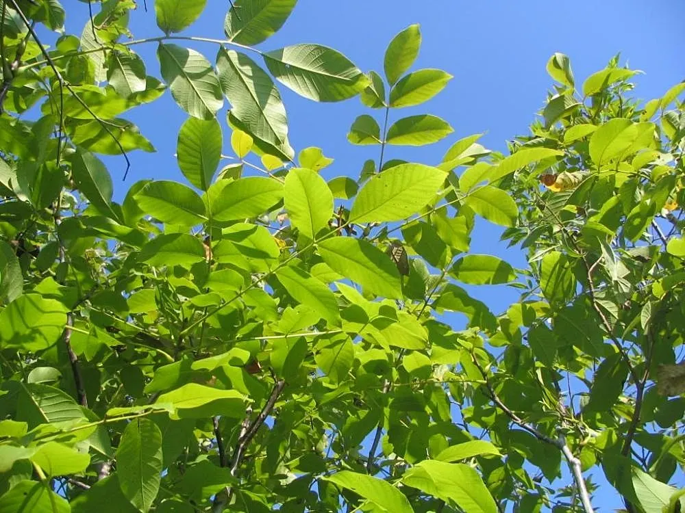 English Walnut (Juglans Regia) — Preferable in zones 4-9, it requires full sun and well-drained soil; thus care should be taken when selecting companion