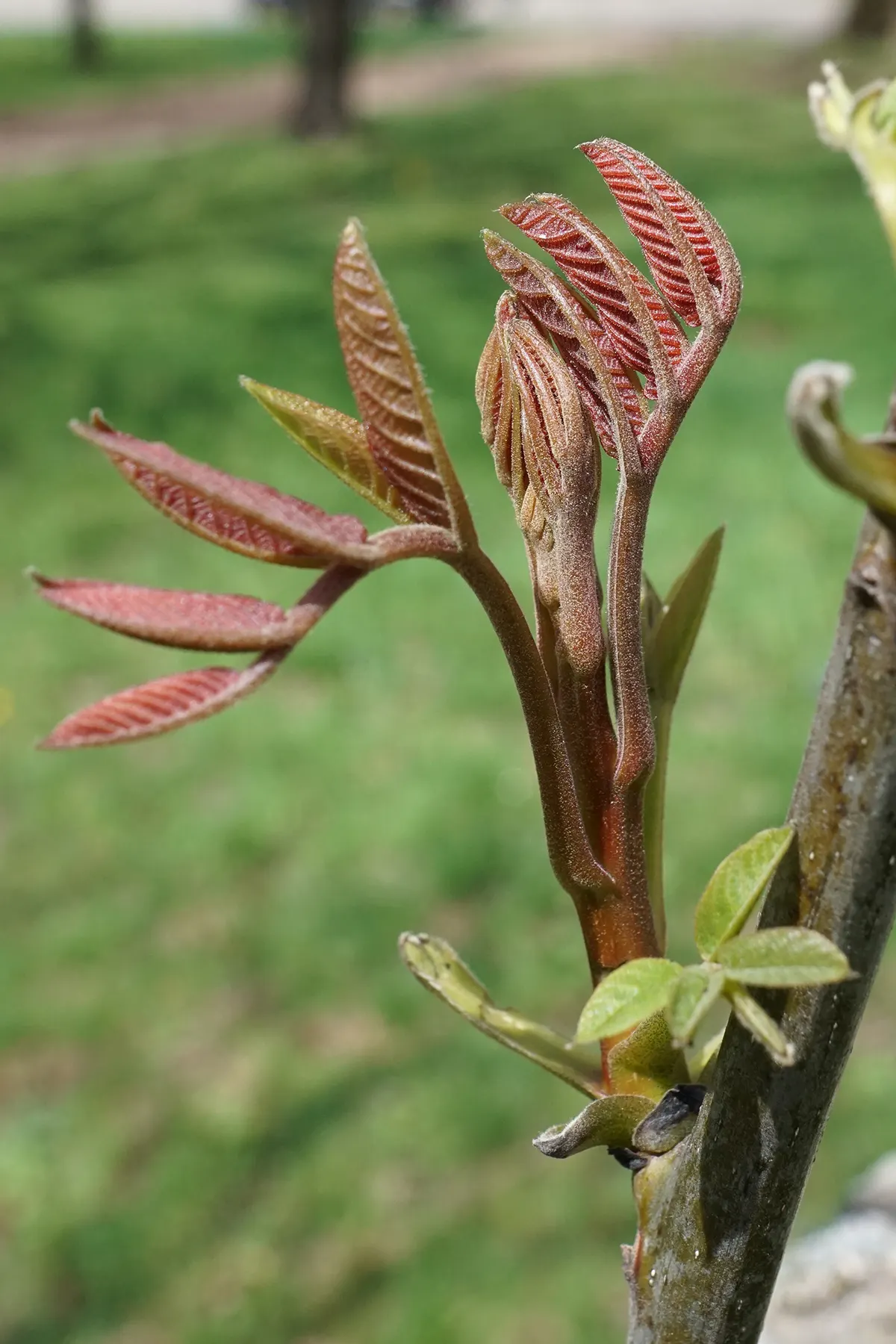 English Walnut (Juglans Regia) — Mature specimens can reach heights ranging from 40 to 60 feet with a canopy spread of equal proportion; the, image 48
