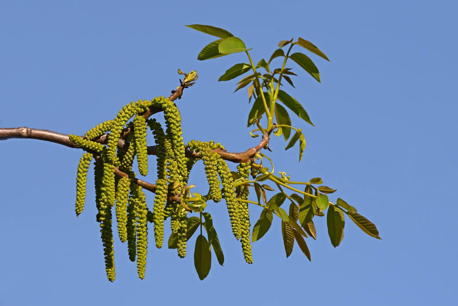 English Walnut (Juglans Regia) — with an arrangement of 5 to 9 leaflets per leaf; scientifically referred to as Juglans regia, image 70