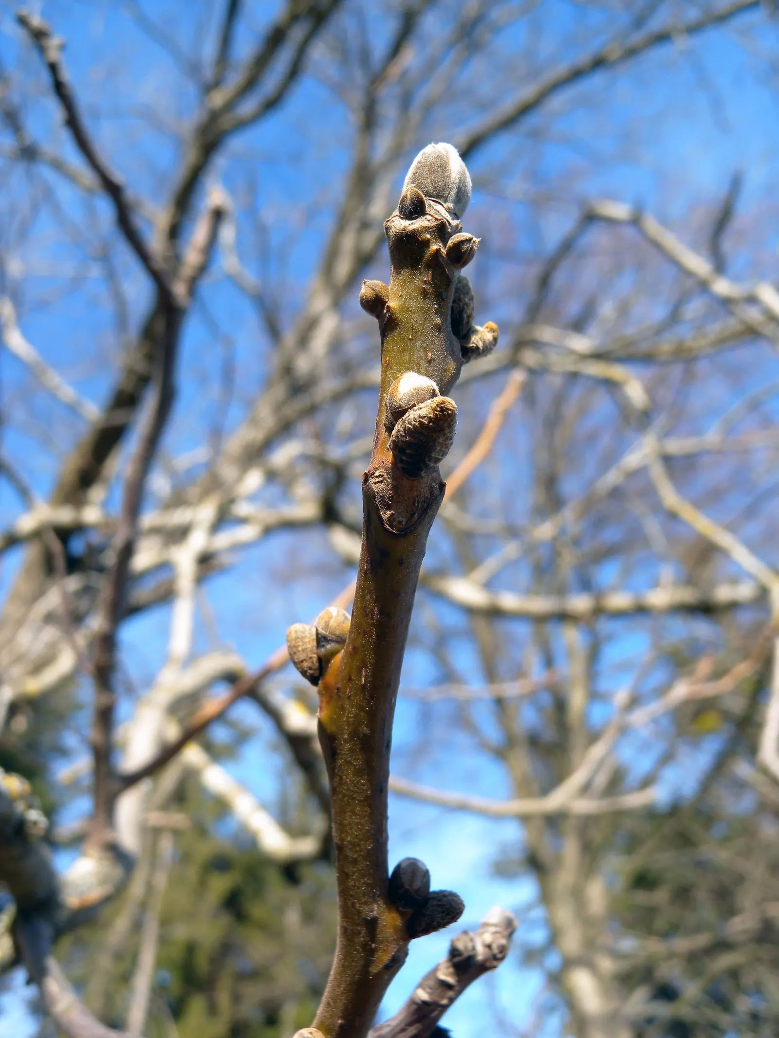 English Walnut (Juglans Regia) — fertile soil and a location that receives full sun exposure; while the tree is relatively tolerant of various soil types, it