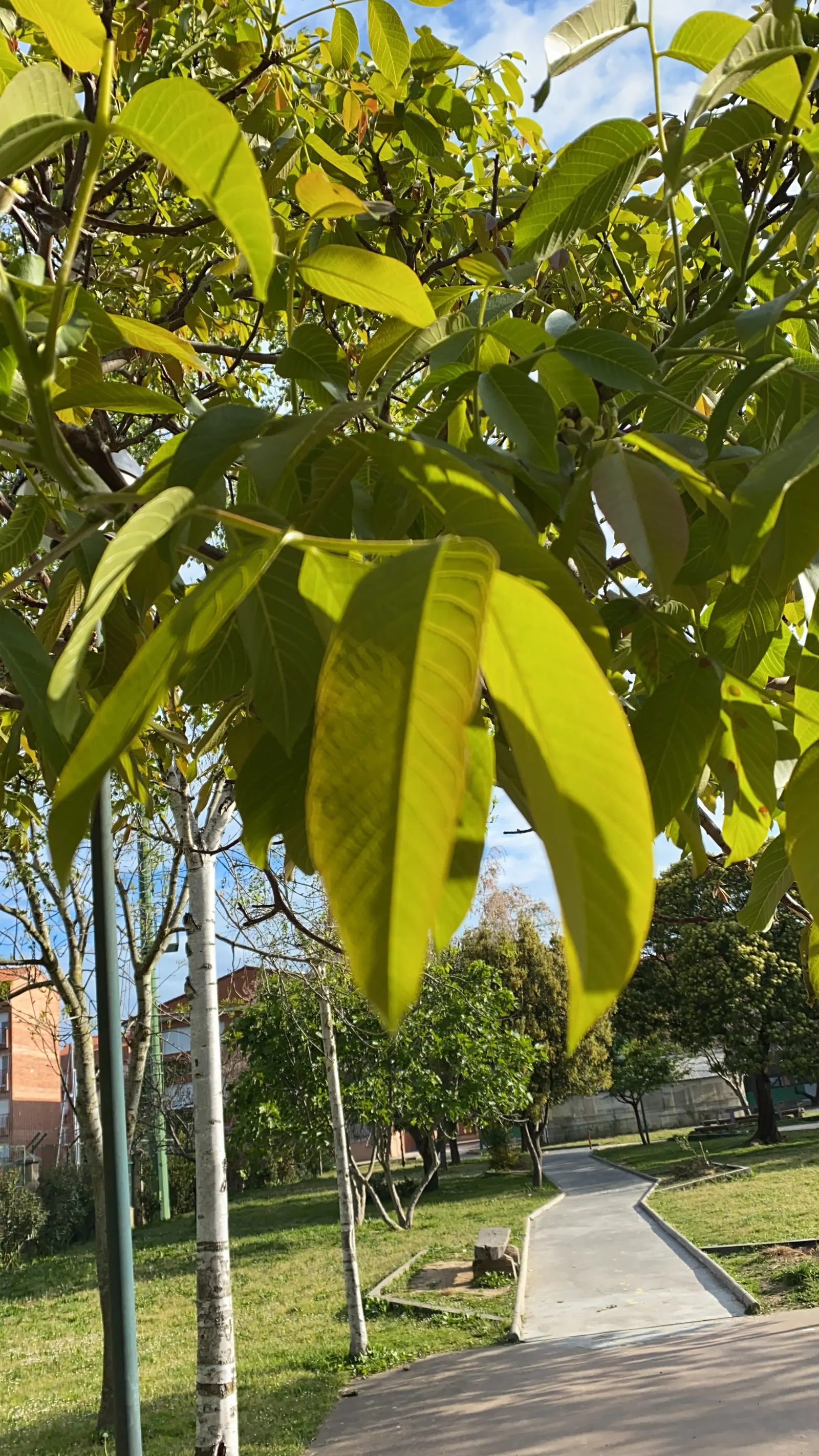 English Walnut (Juglans Regia) — typically measuring 5 to 9 inches in length; tree for full, image 49